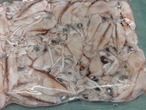 【生食可】ほたるいか/刺身/しゃぶしゃぶ/沖漬け/生き生き高品質/500ｇ前後【冷凍】【2026年在庫限り】