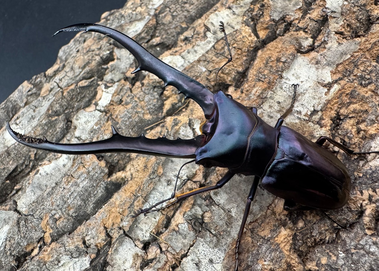 【美麗】《メタリフェルホソアカ 83mm ペア》わたくわ氏ブリード個体