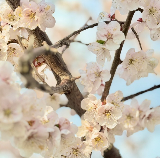 2026年梅ブレスレット&スプレーセット