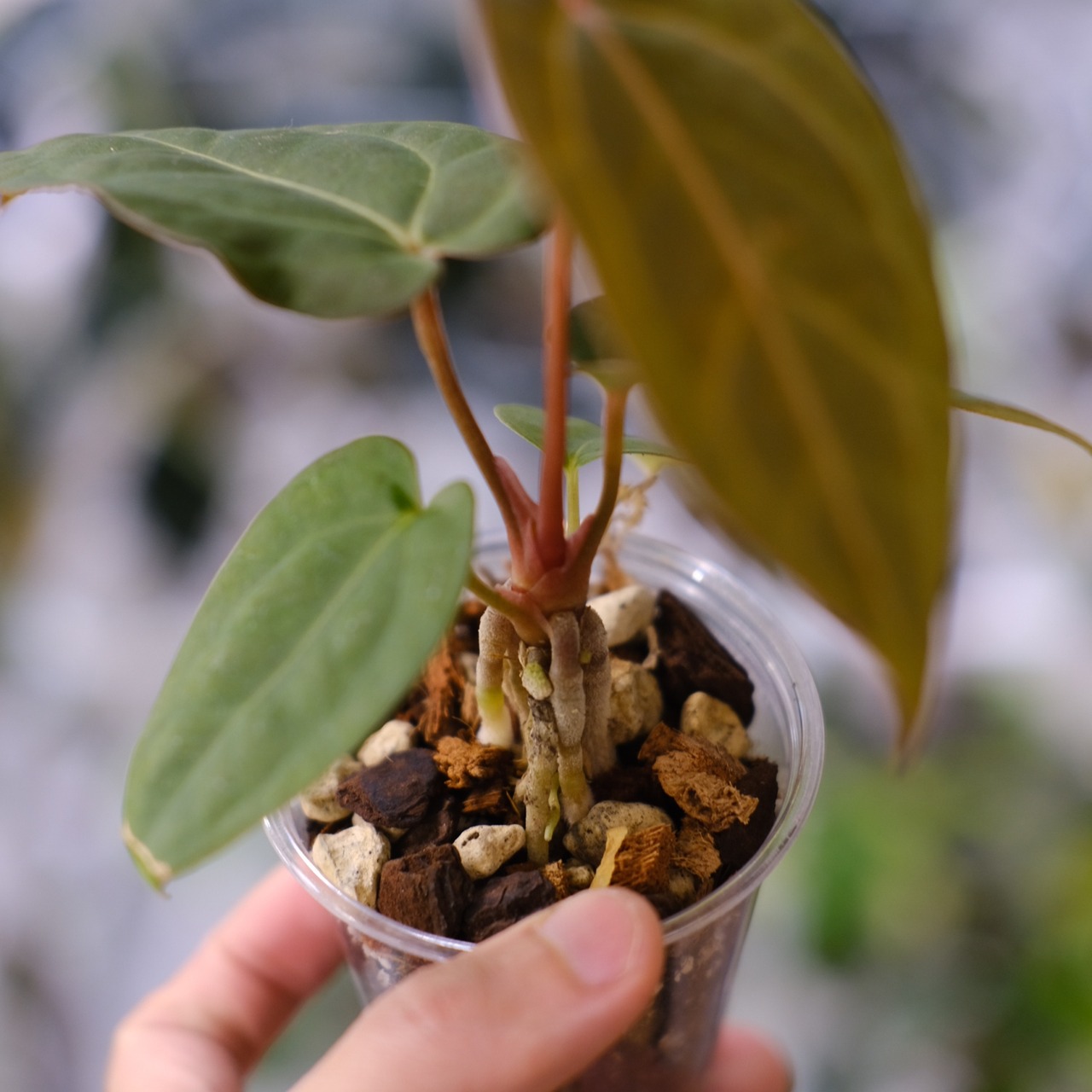 アンスリウム・ミシェル × エースオブスペード / Anthurium 'Michelle'× A. Ace of Spade③│観葉植物