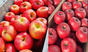 葉取らず高徳&葉取らずコスモふじ　家庭用2kg