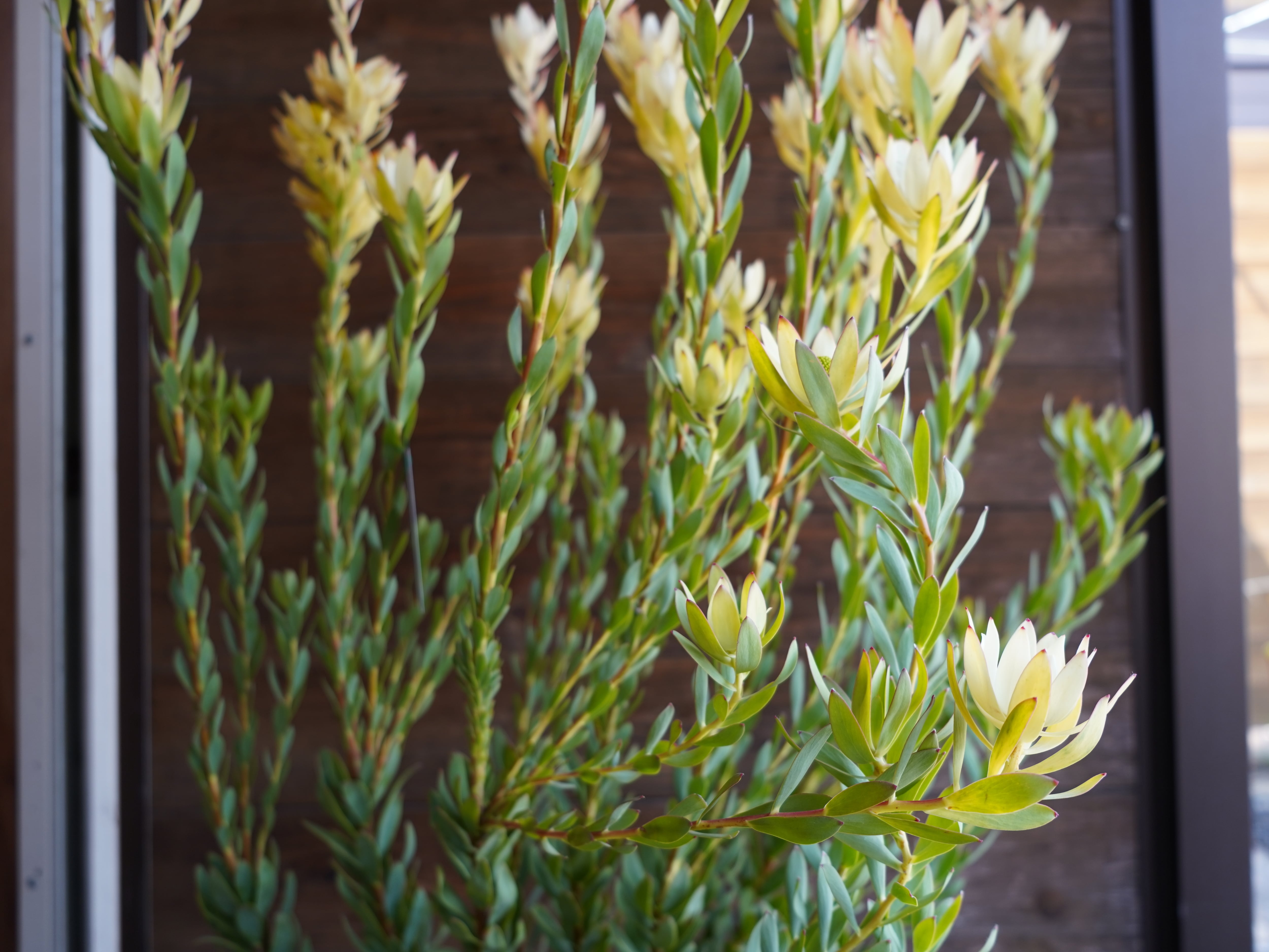 【現物】リューカデンドロン　”summer frame”　大株