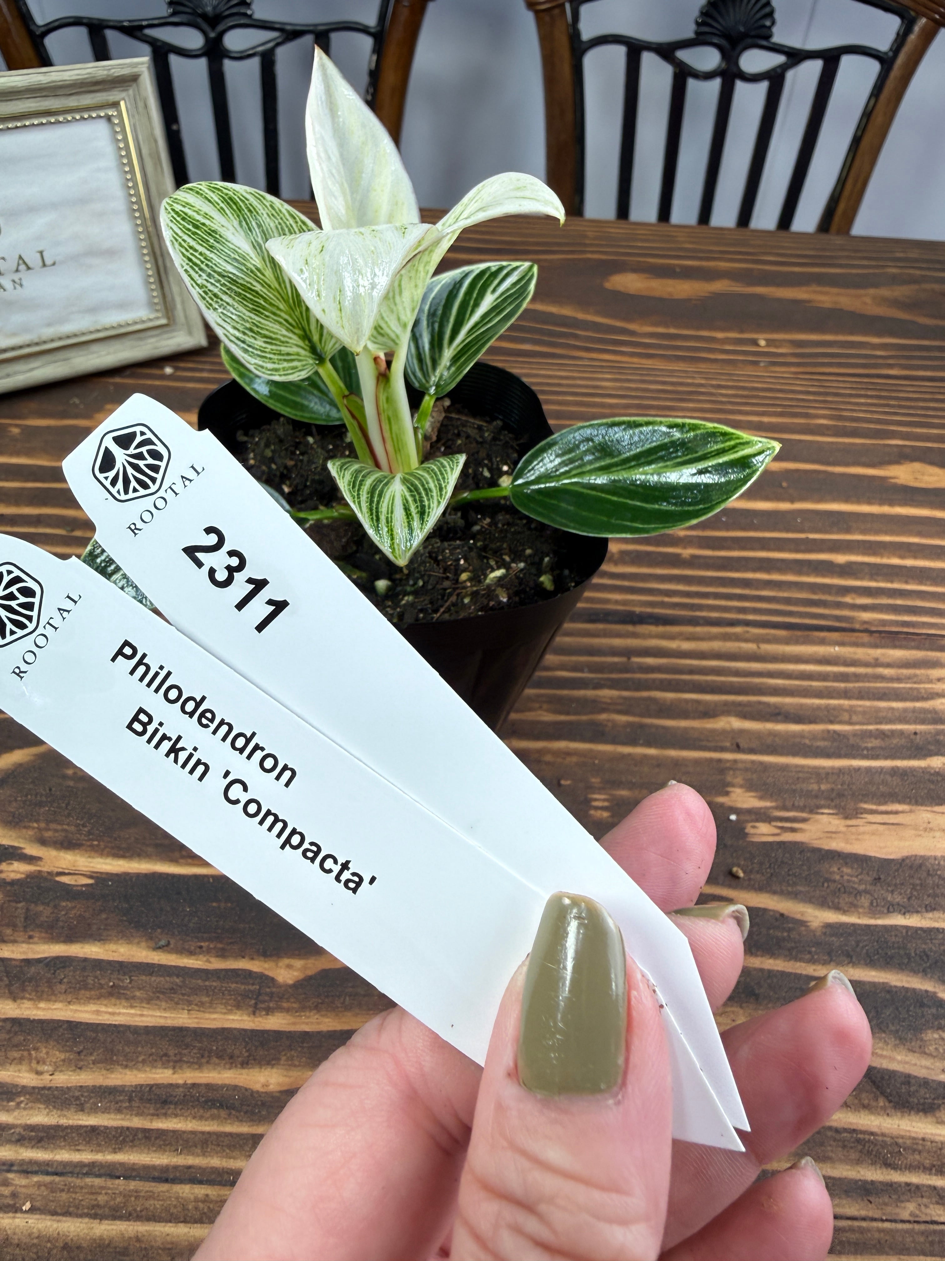 ★2311 フィロデンドロン バーキンコンパクタ(10㎝口径ポット)