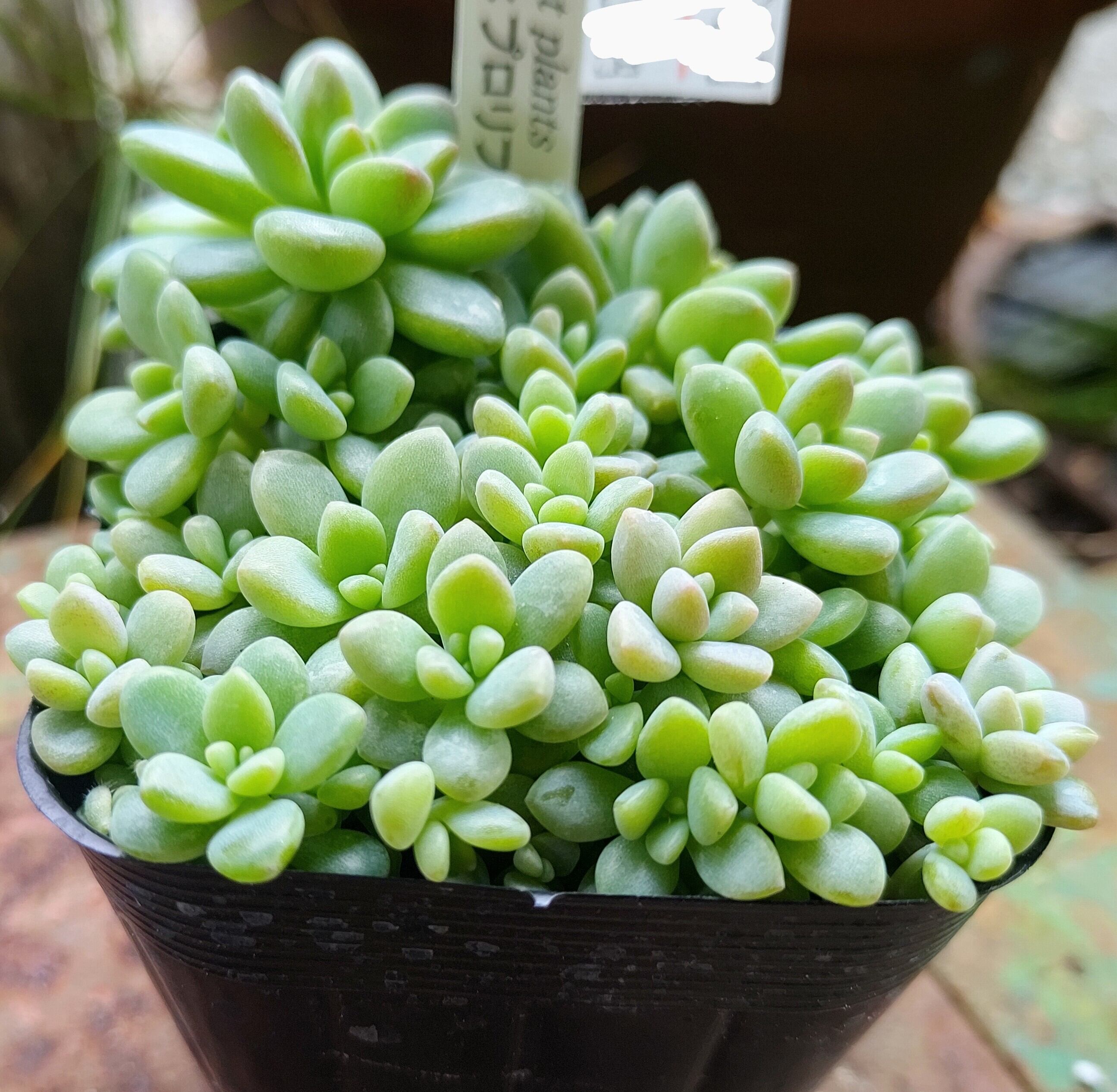 姫秋麗xプロリフィカ | RuPo 多肉植物専門店