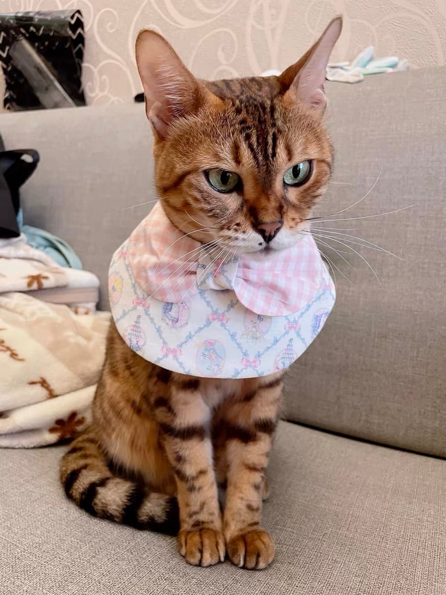 Cutie Pink Collection 猫 ケープ エプロン | nyanpets 猫グッズ専門店
