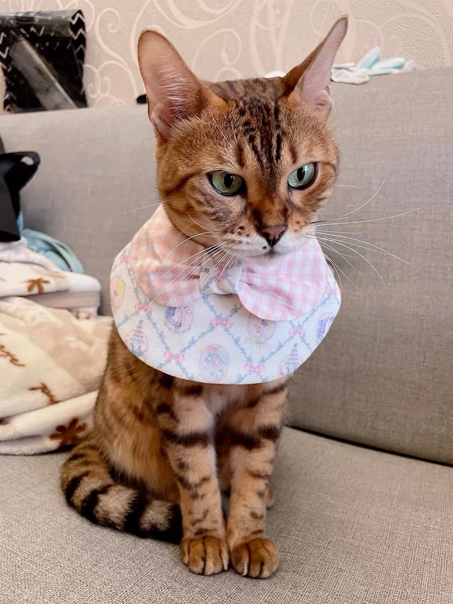 Cutie Pink Collection 猫 ケープ エプロン