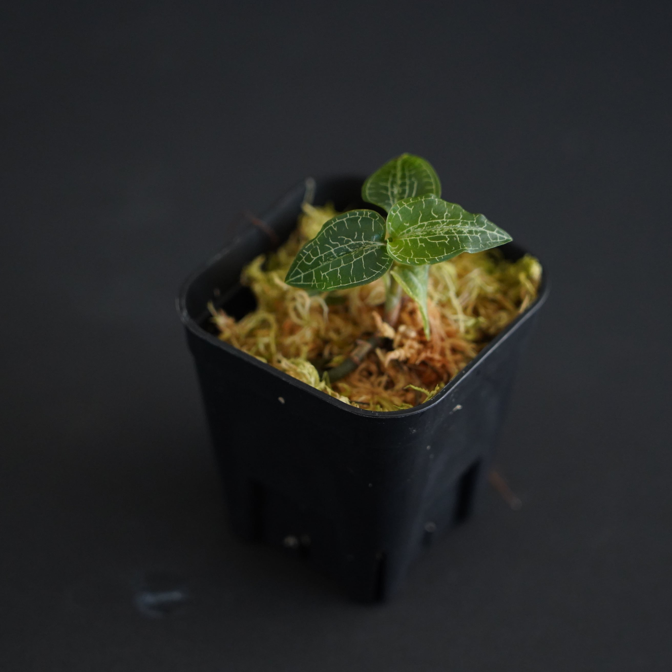 ◇現品◇ハチジョウシュスラン Goodyera hachijoensis【ジュエル