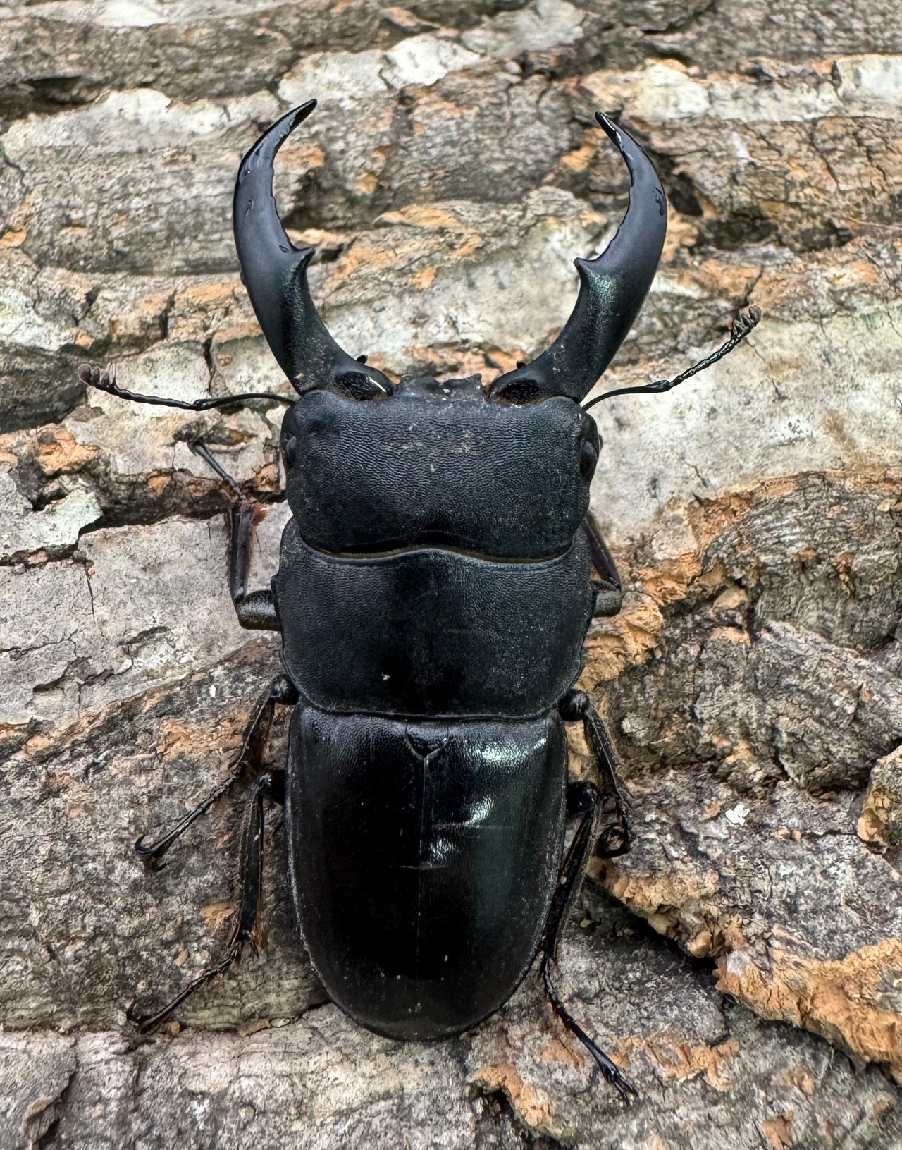 【WD】《サキシマヒラタクワガタ 与那国島産 58mm ペア》