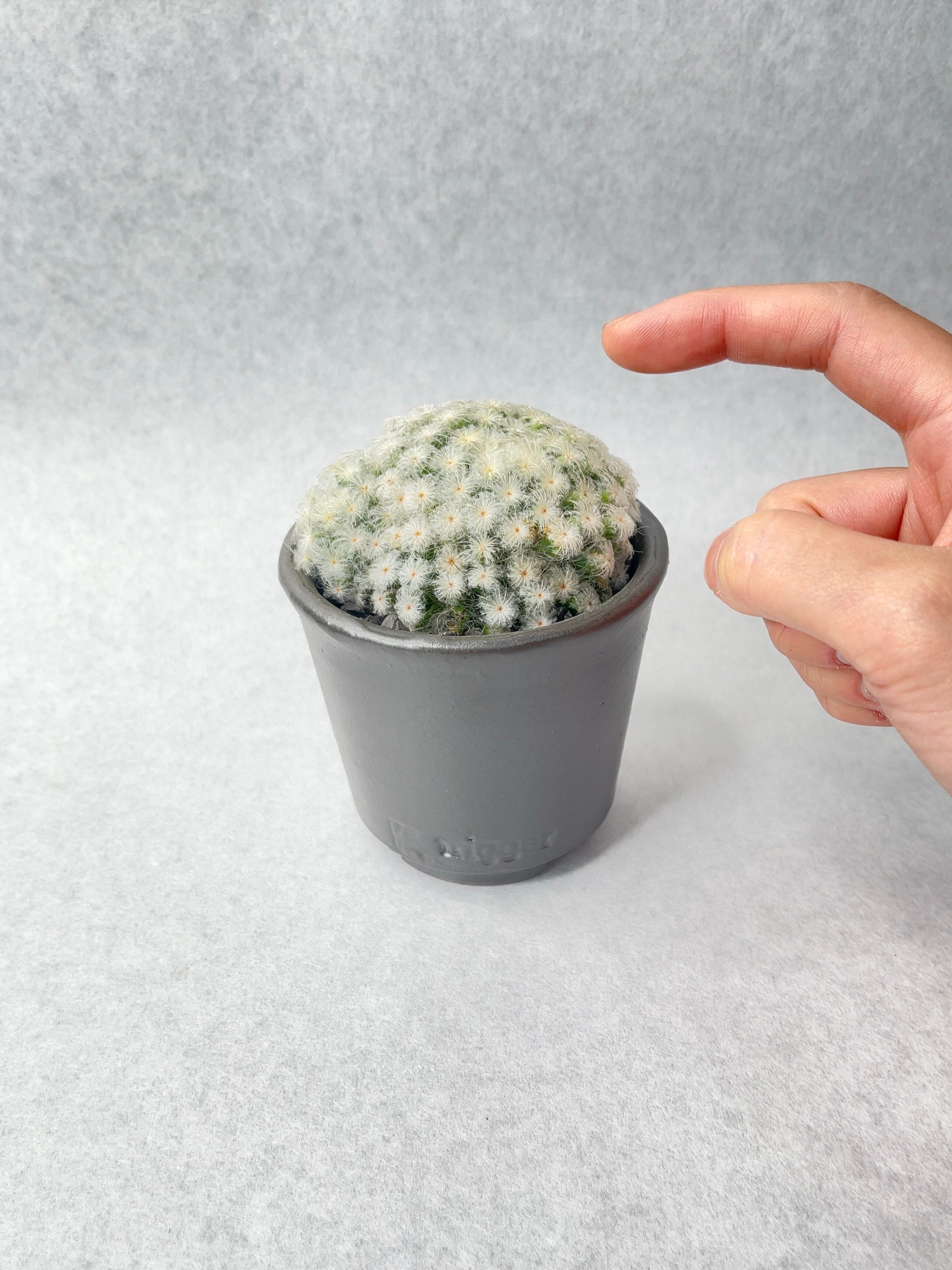 マミラリア・白星パンチパーマ | trigger