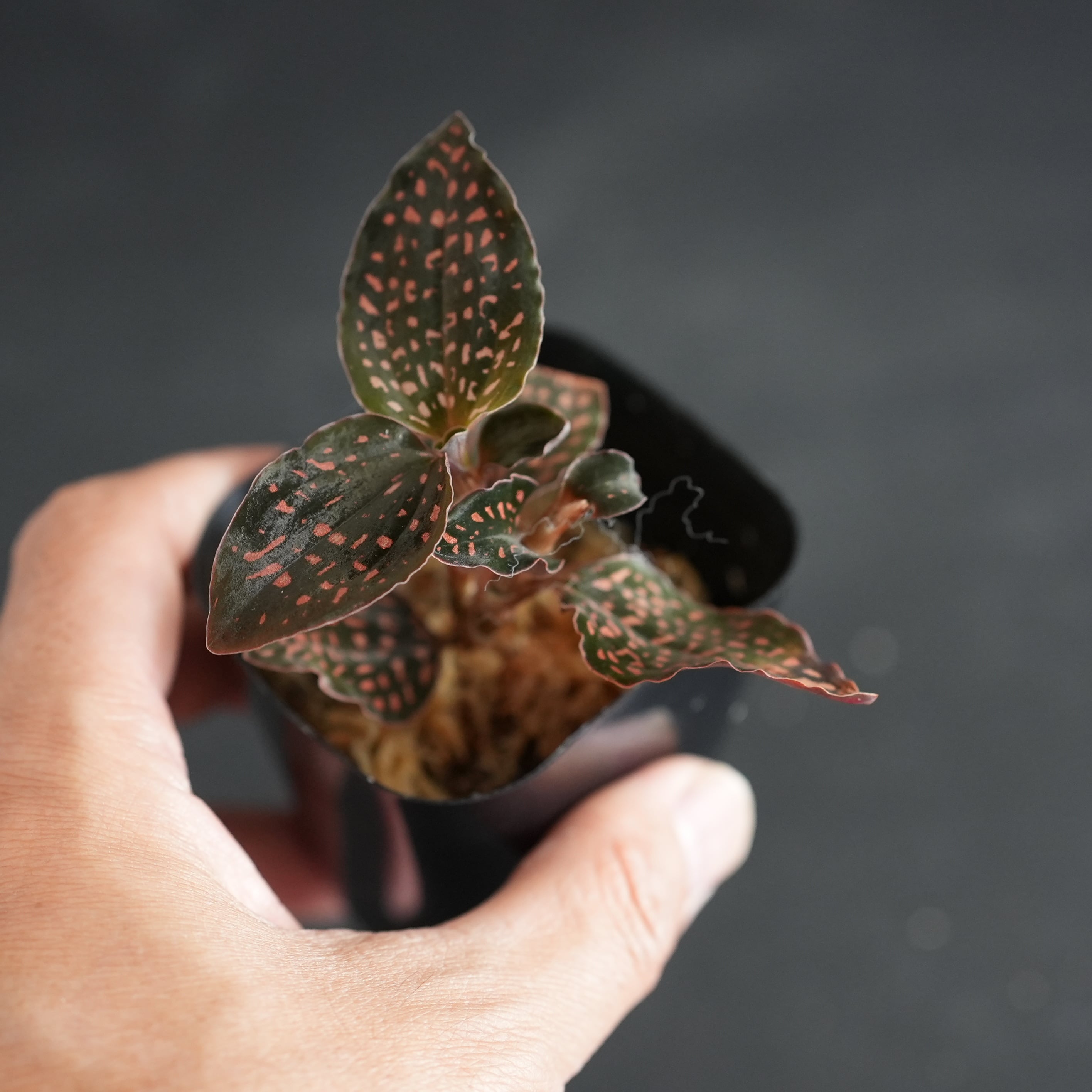 ◇現品◇Microchilus cf. tridax from Ecuador (Invoice)【ジュエル