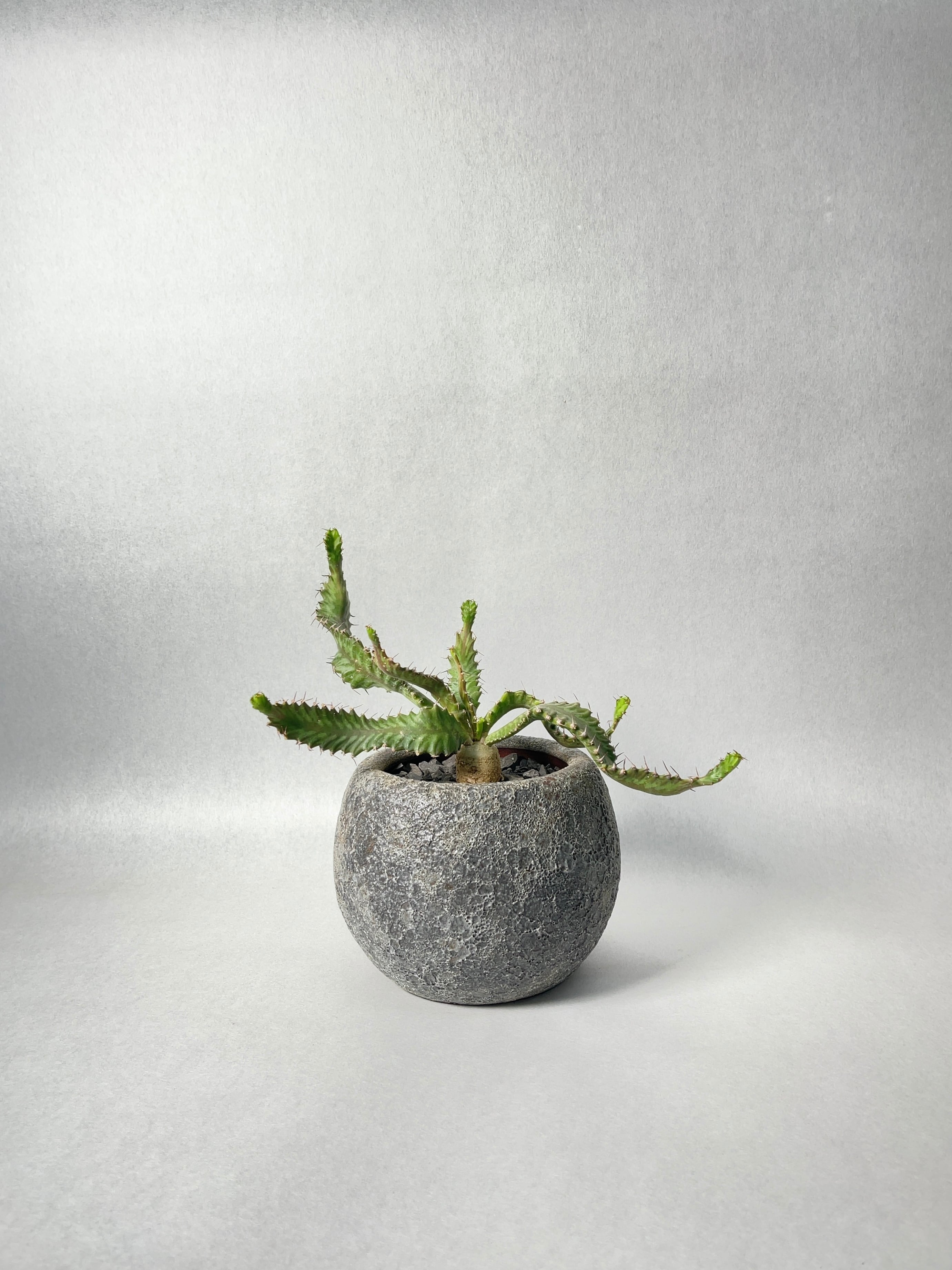 ユーフォルビア・飛竜 | trigger