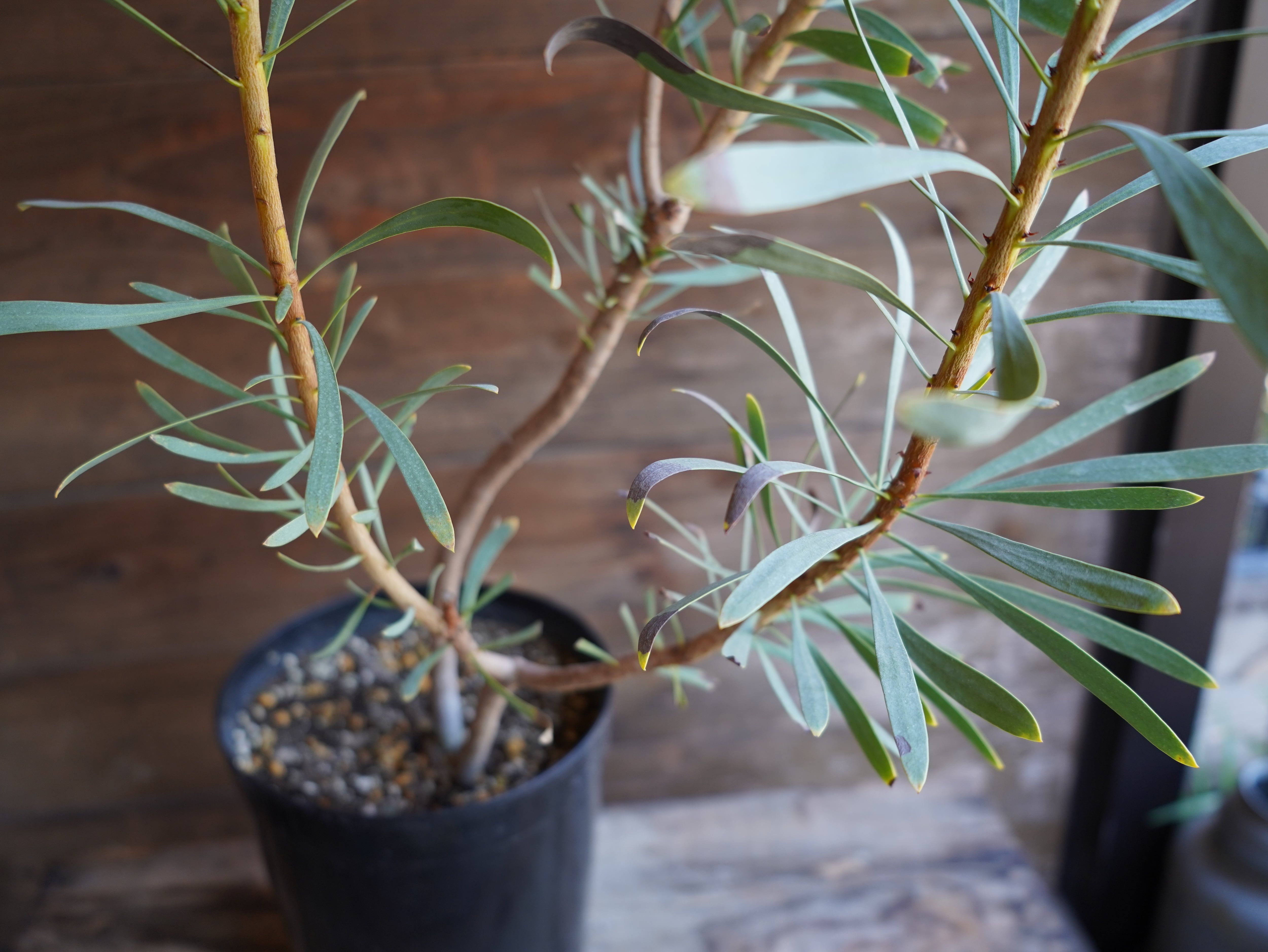 【現物】プロテア　”ルビーブラッシュ”　A