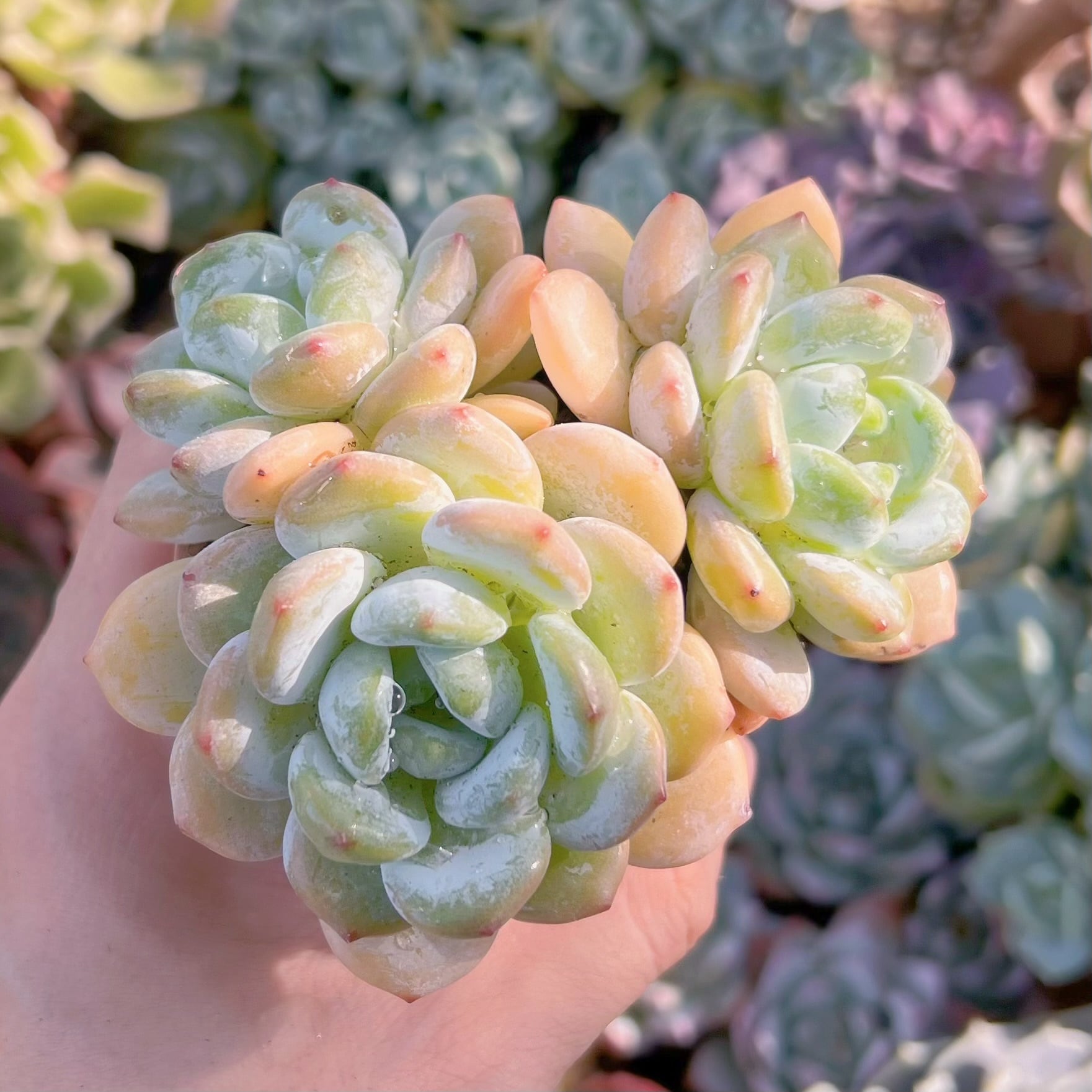 ルノーディーン 錦 小 多肉植物 新入荷