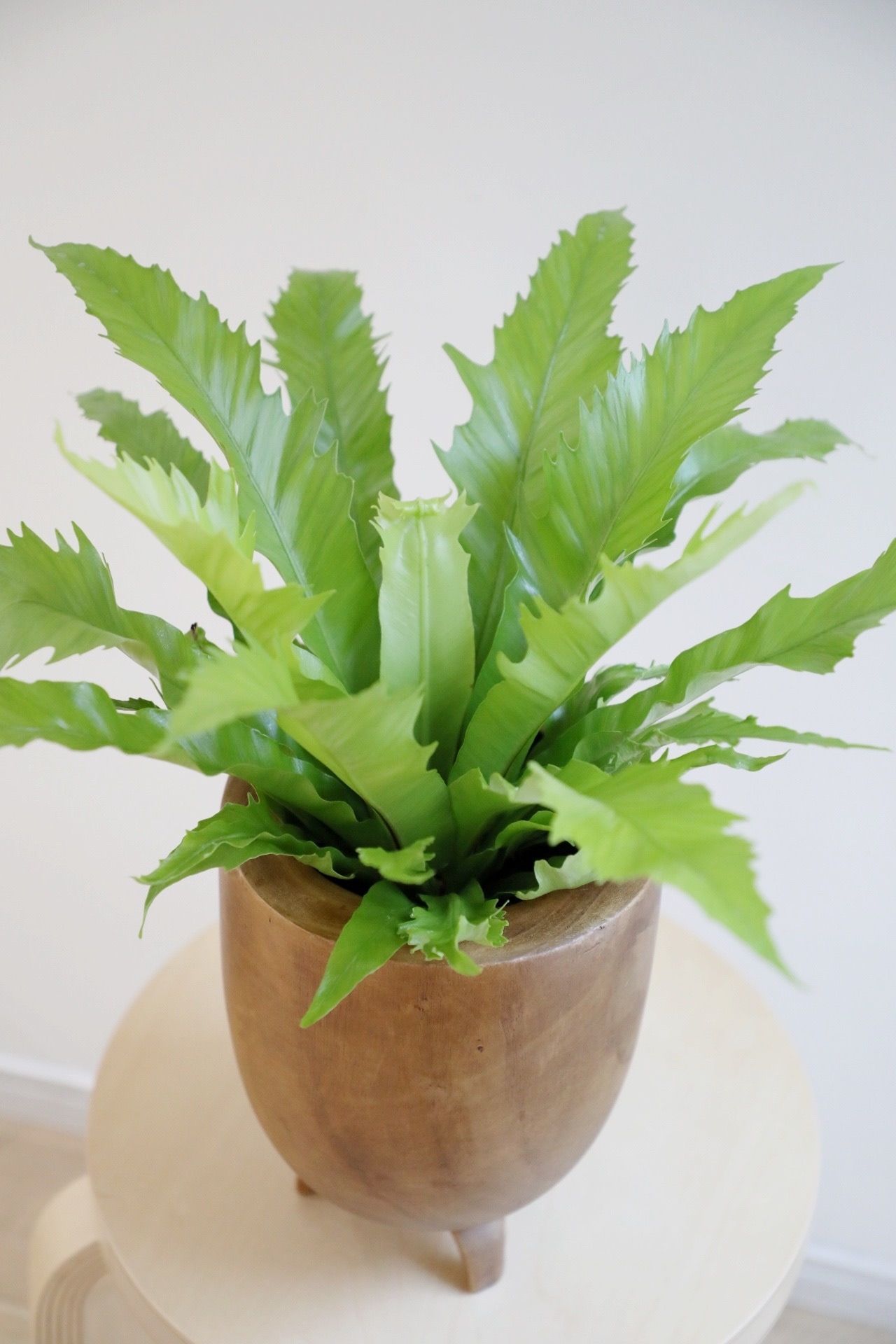 【S】アスプレニウム ビーナス/Asplenium