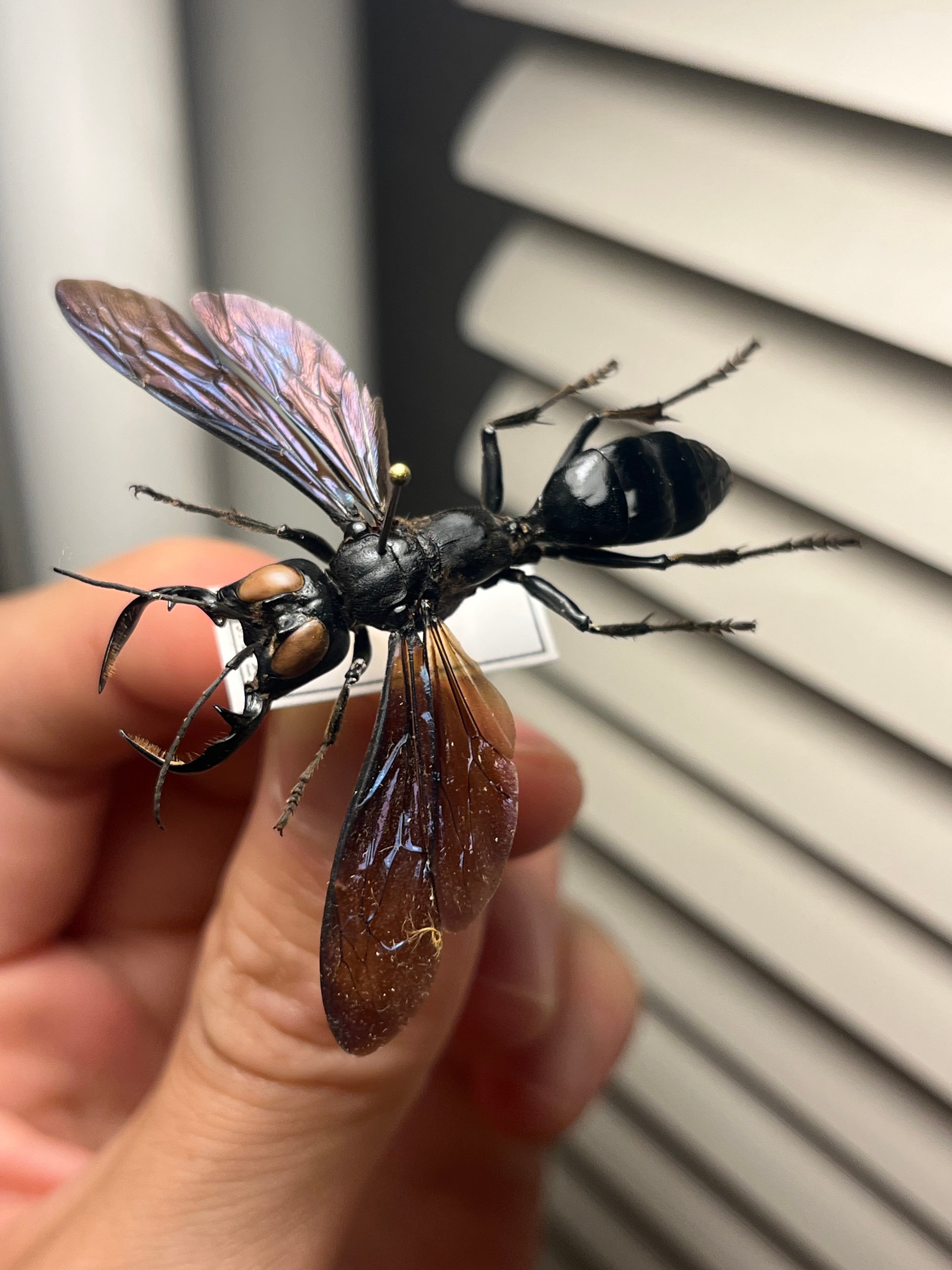 メガララガルーダMegalara garuda 標本 インドネシア産 メガララガルーダMegalara garuda 標本 インドネシア産 - メルカリ