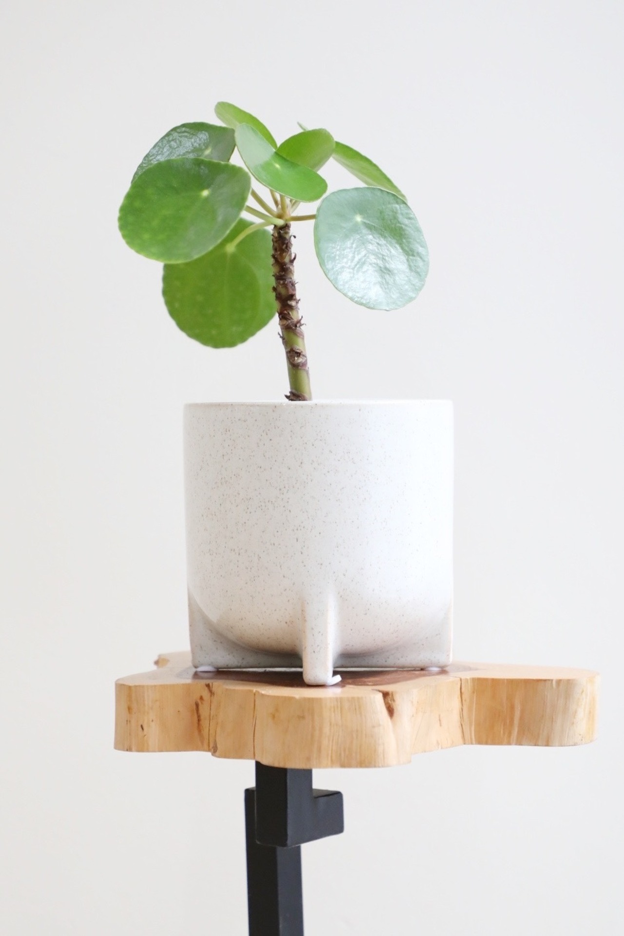 【S】ペペロミア オイデス/Peperomia oides