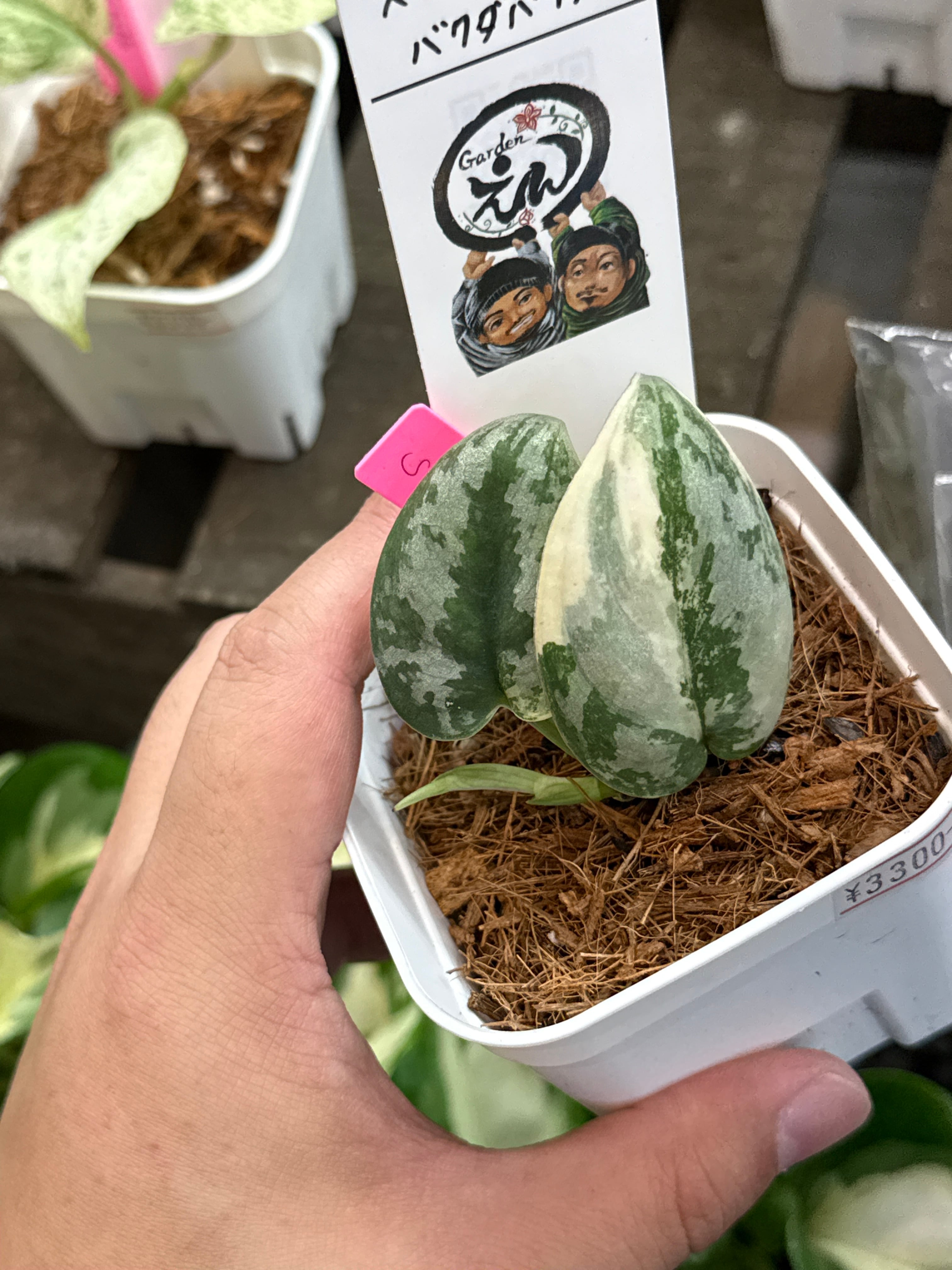 Gardenえん 【観葉熱帯植物】