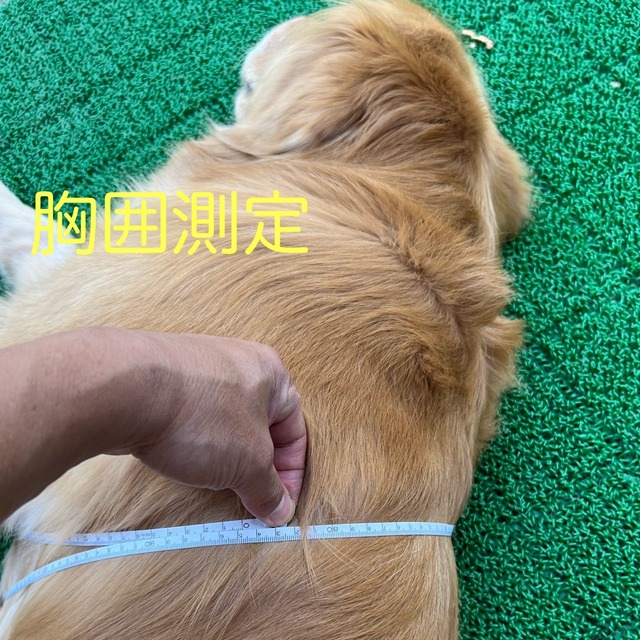 大型犬　ハーネス リード付き 可愛い　ゴールデンレトリバー　レトリバー