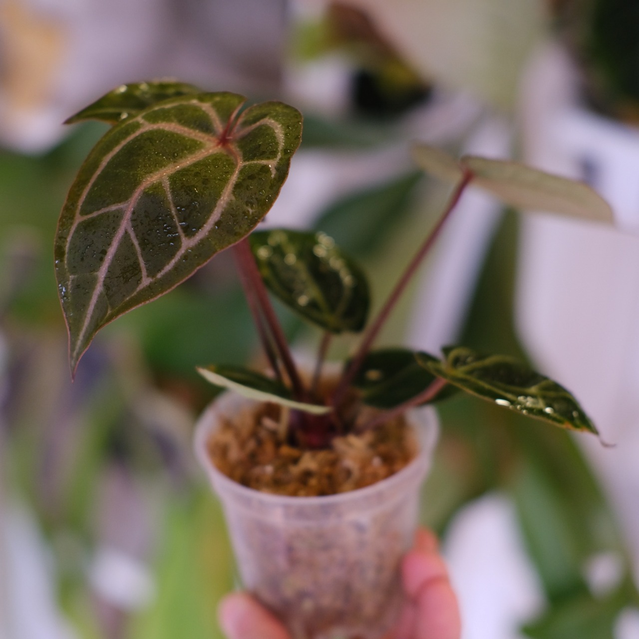 Anthurium. SKG Pink Lemonade × A.Zara Michelle⑦│アンスリウム ピンクレモネード × ザラ ミシェル│観葉植物