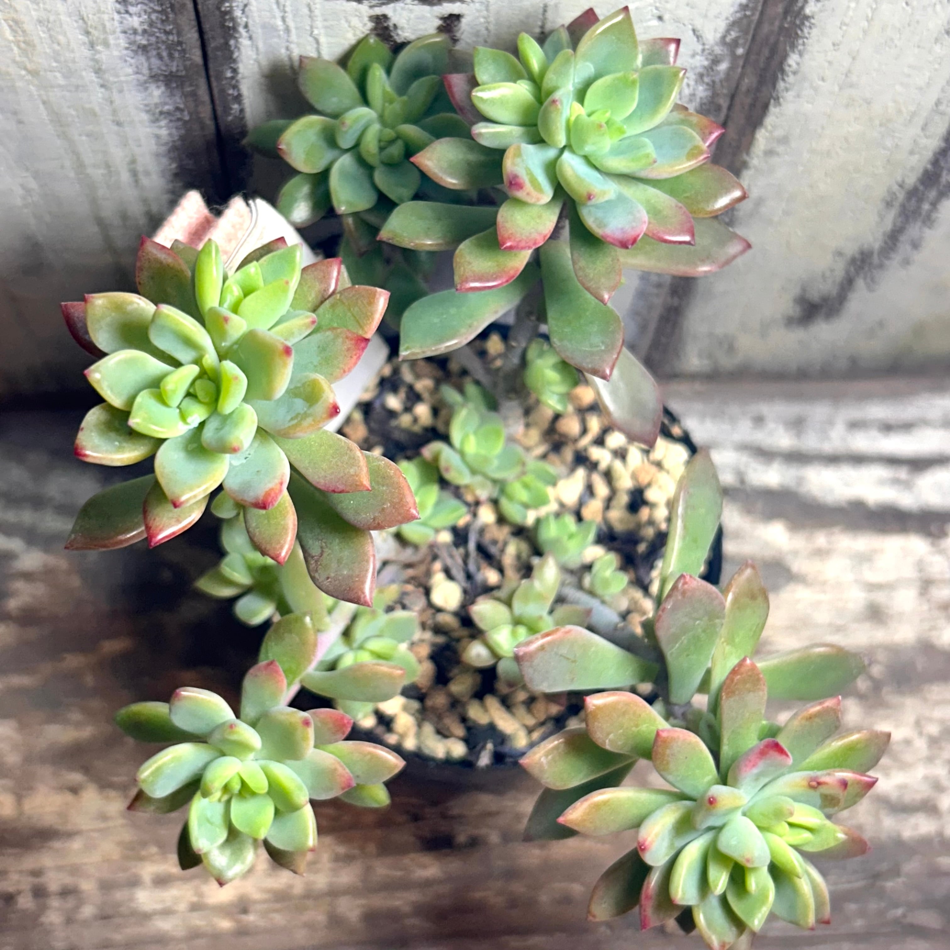 H)瑠璃晃(ユーフォルビア | RuPo 多肉植物専門店