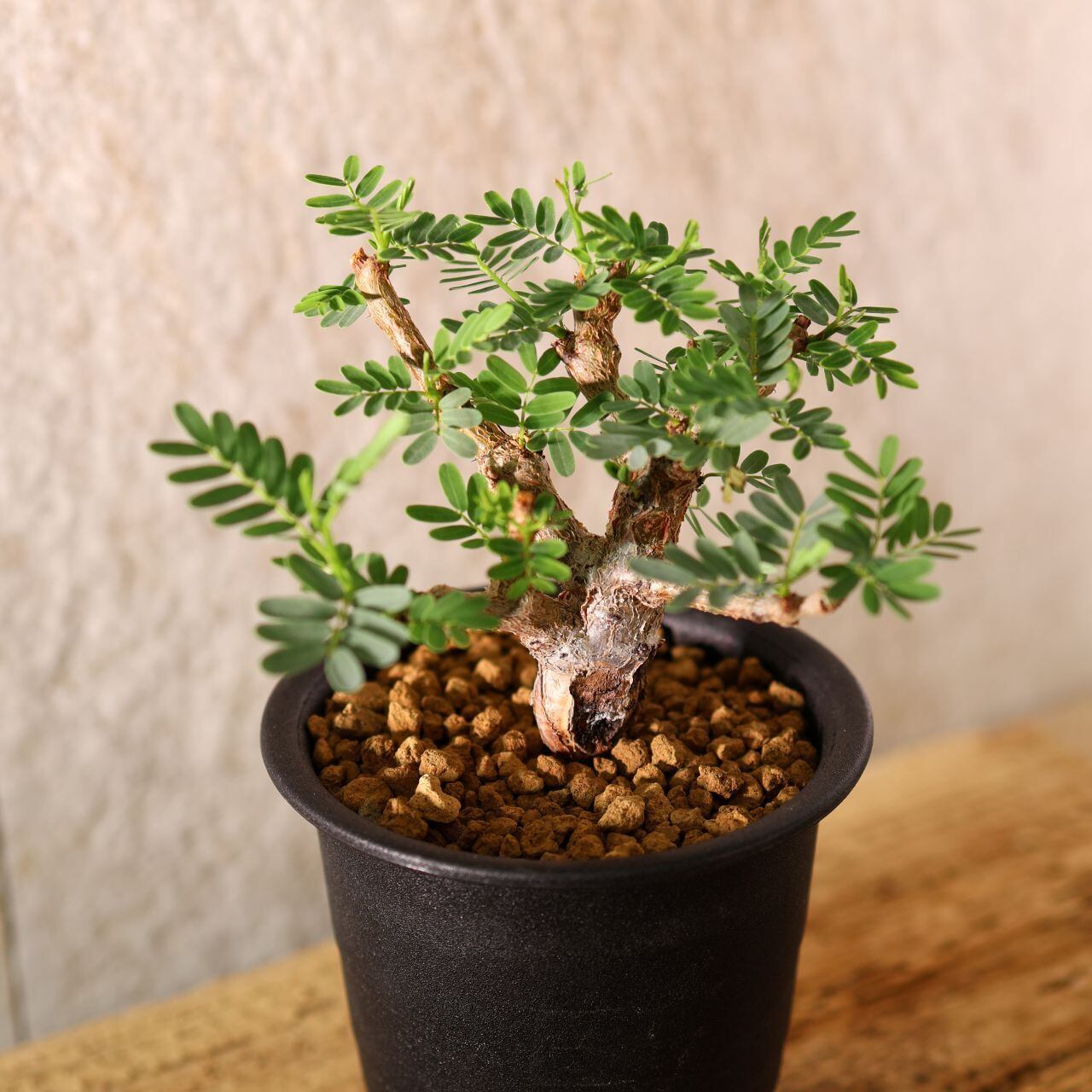 228『センナ メリディオナリス senna meridionaris』＿観葉植物【送料