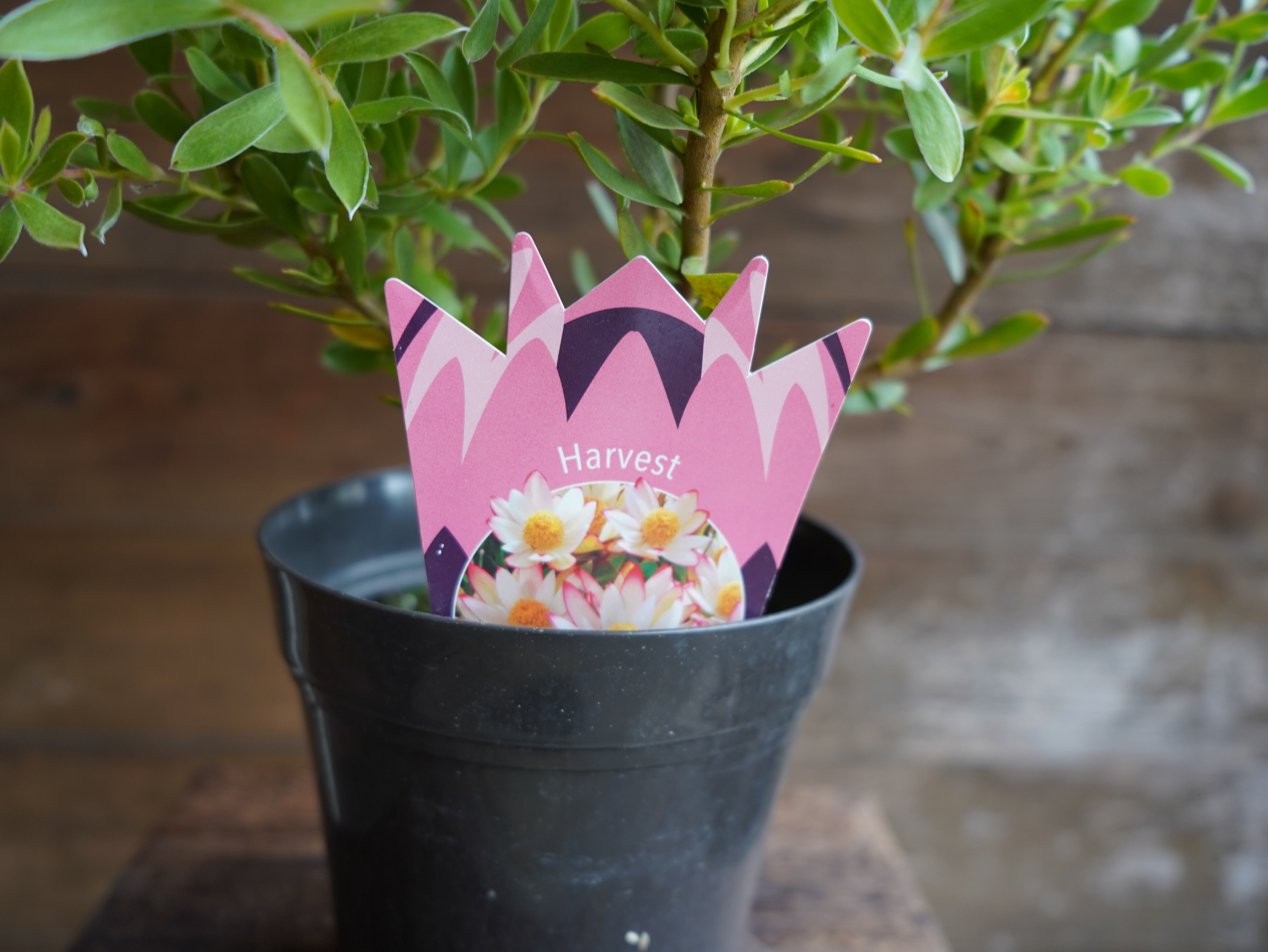 【現物】リューカデンドロン　”Harvest”