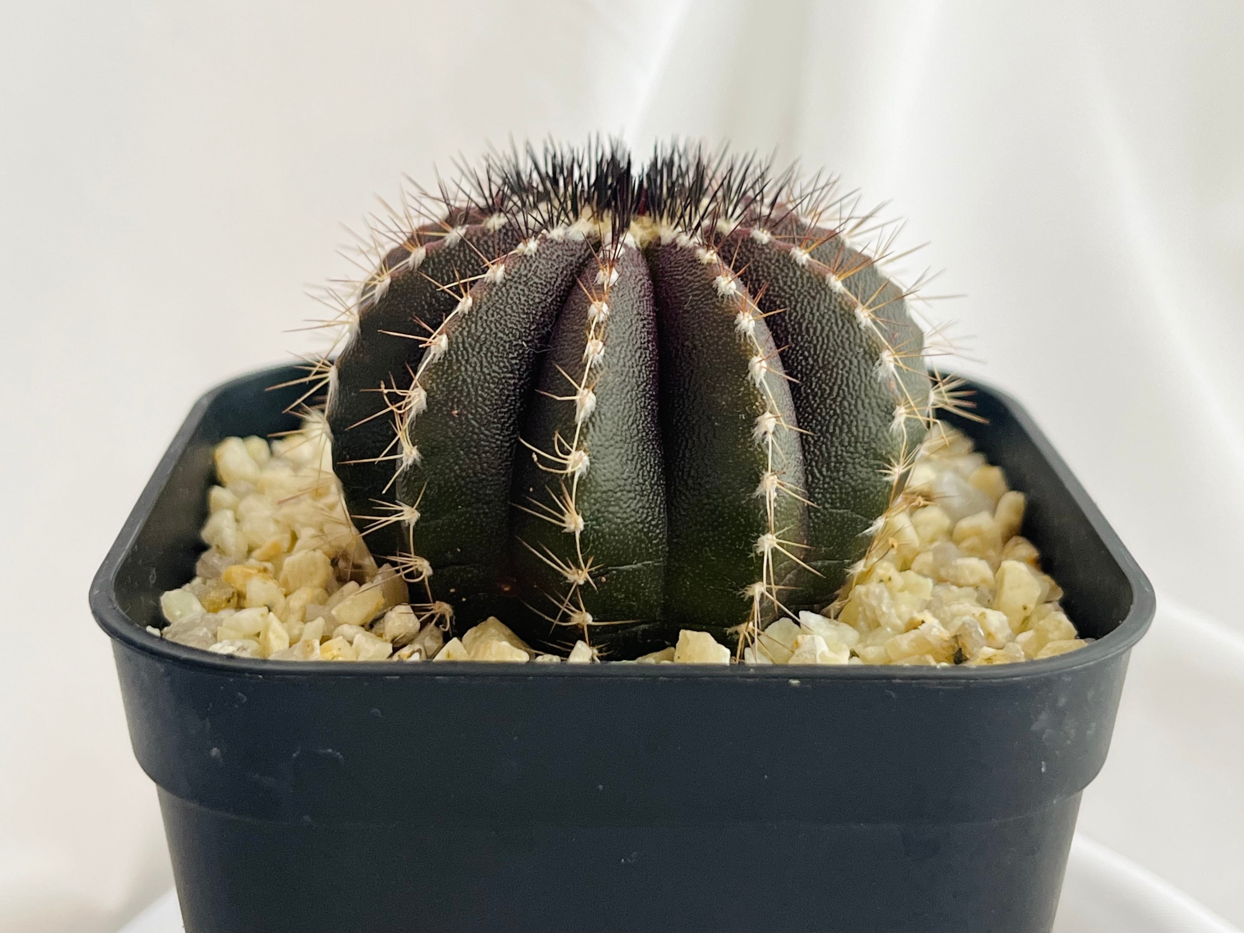 Uebelmmania pectinifera ユーベルマニア・ペクチニフェラ サボテン