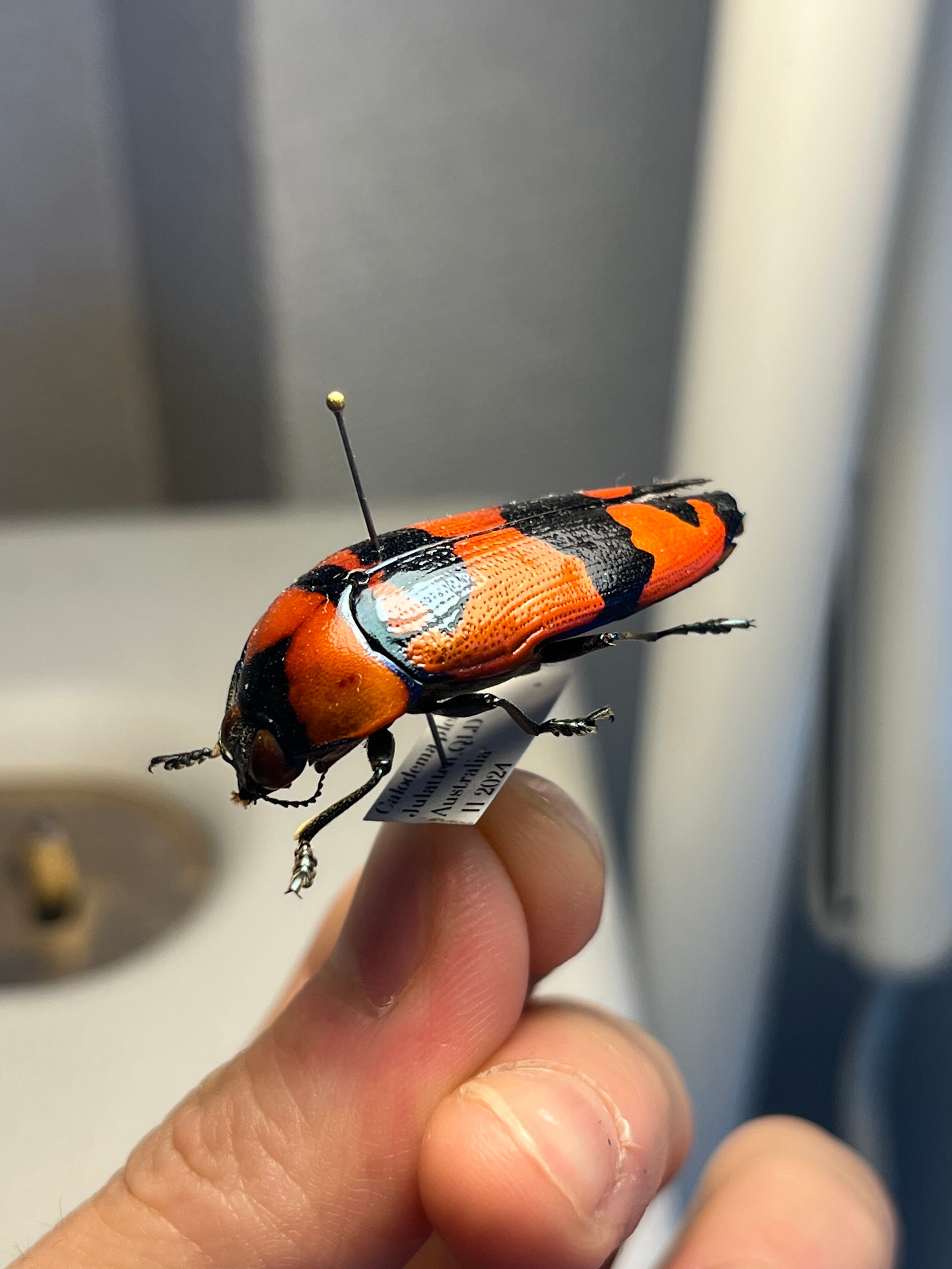 39mm】クロモンベニオウサマムカシタマムシ Calodema plebeia