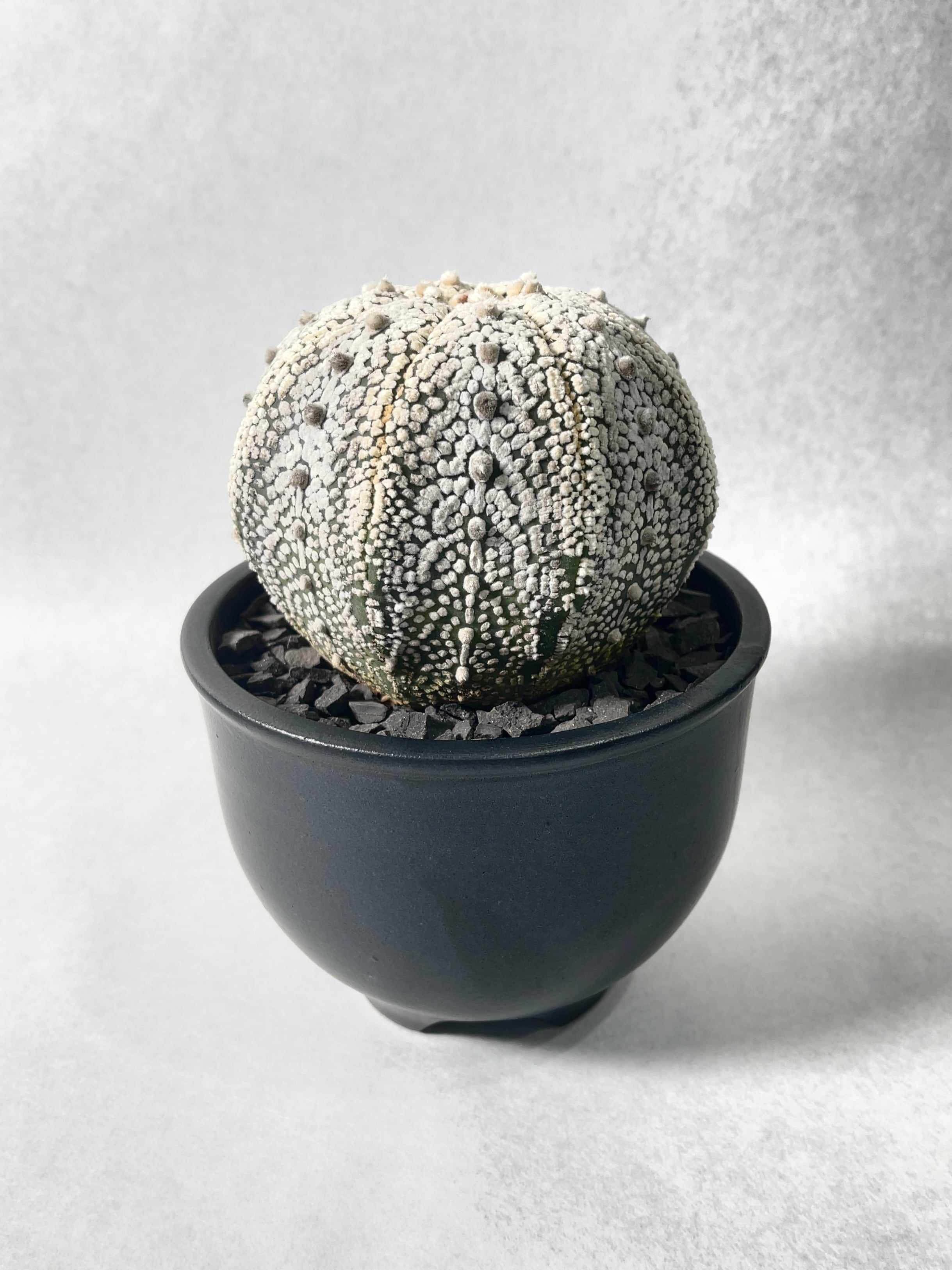 アストロフィツム・ミラクル兜 | trigger