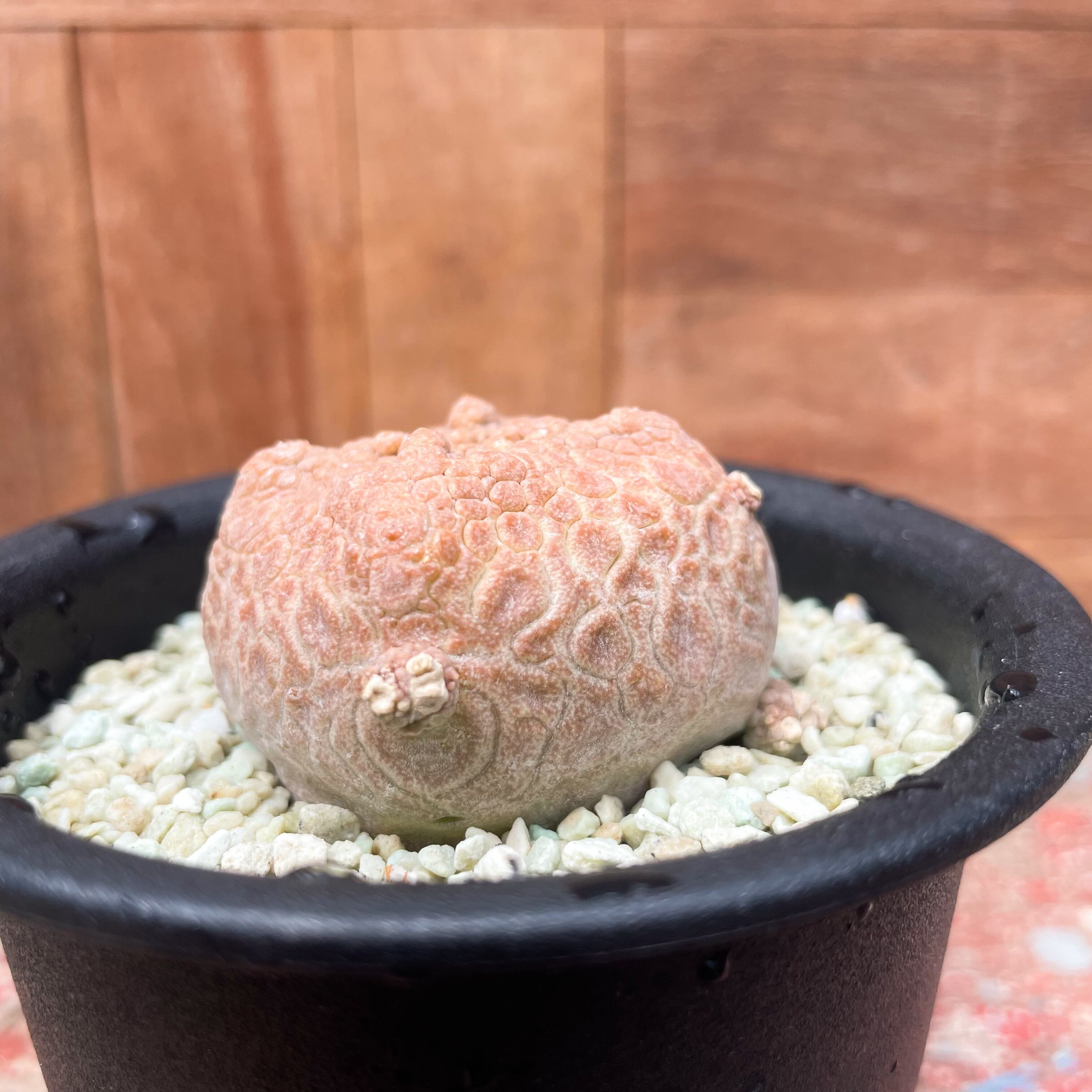 Pseudolithos cubiforme【プセウドリトス・クビフォルミス・実生 