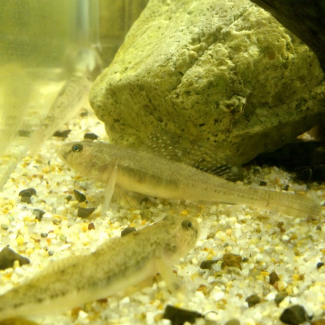 （淡水魚）ジュズカケハゼ　（1匹）【生体】