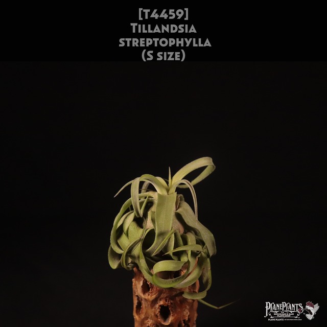 【送料無料】Adenium Thai socotranum 'Phet Ban Na' Baobab Form〔アデニウム〕現品発送AD007