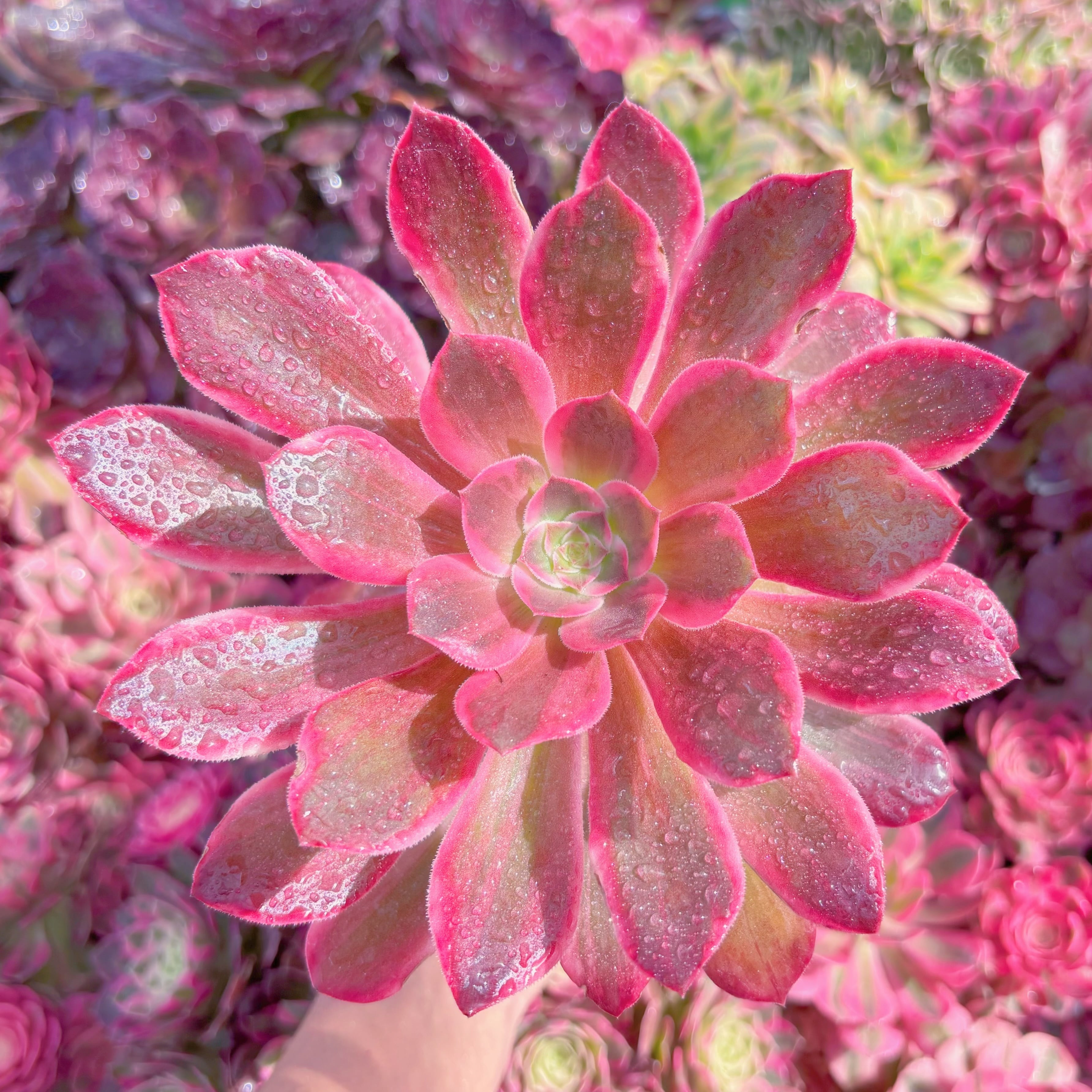 現品　新品種　浣沙錦#933　新入荷　るる農園