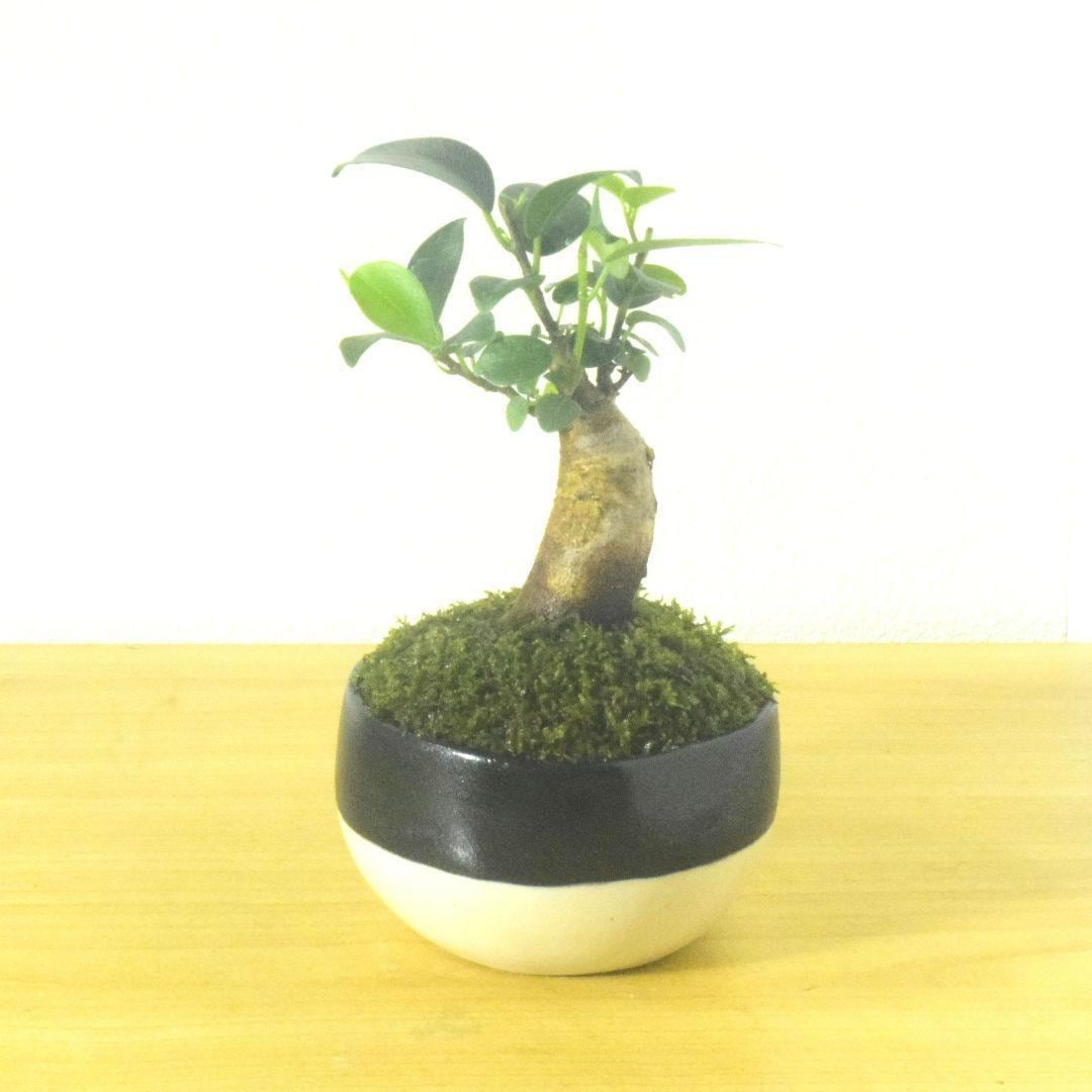 POTOCO ガジュマル 個性的 観葉植物 陶器鉢 盆栽 豆盆栽 インテリア