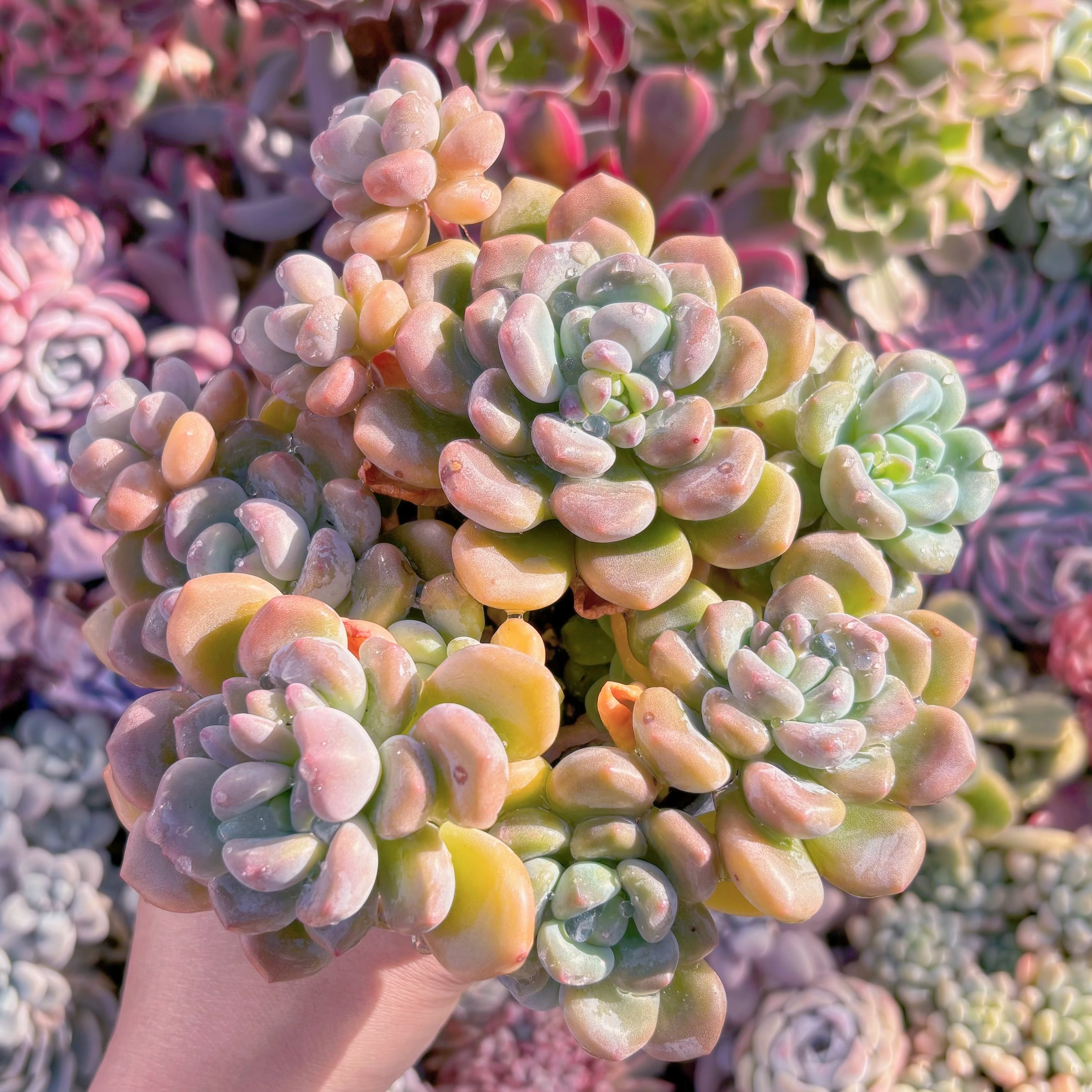 現品　ラブリーディア#507　新入荷　るる農園