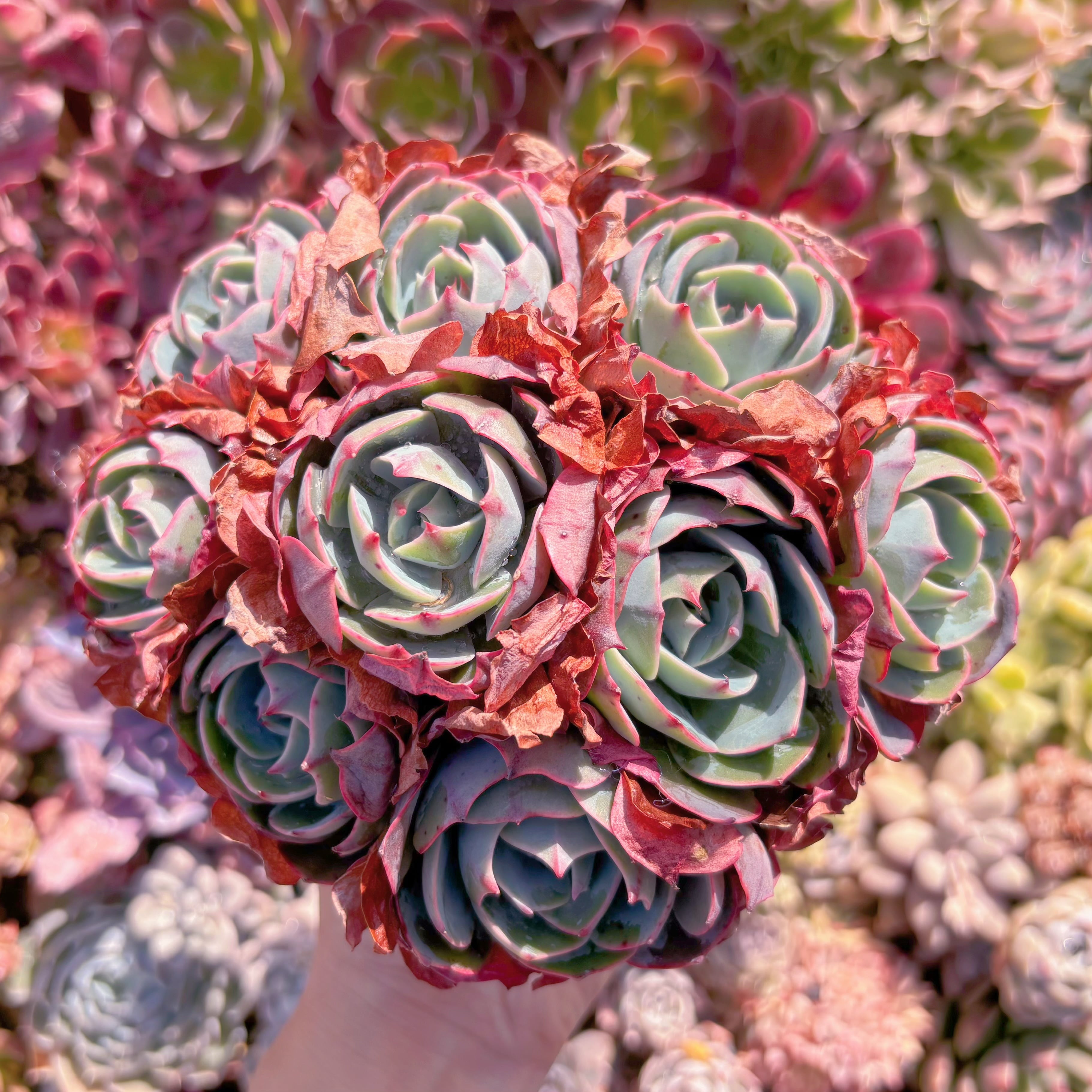 お纏め　多肉植物　アミスター錦　抜き苗 d340a8309bedae404ac774fdfffc6a