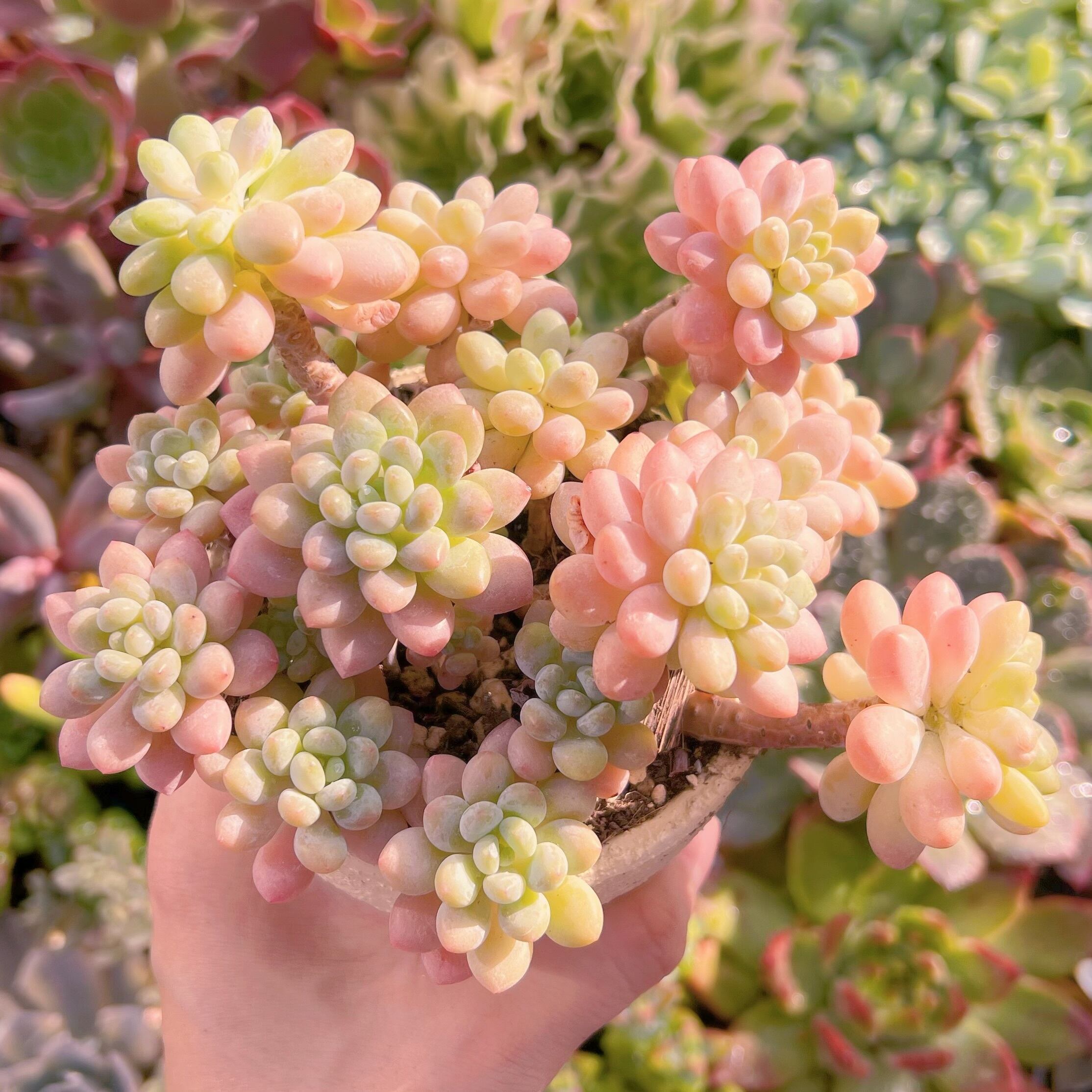 現物　ストロベリーミルク#715   るる農園