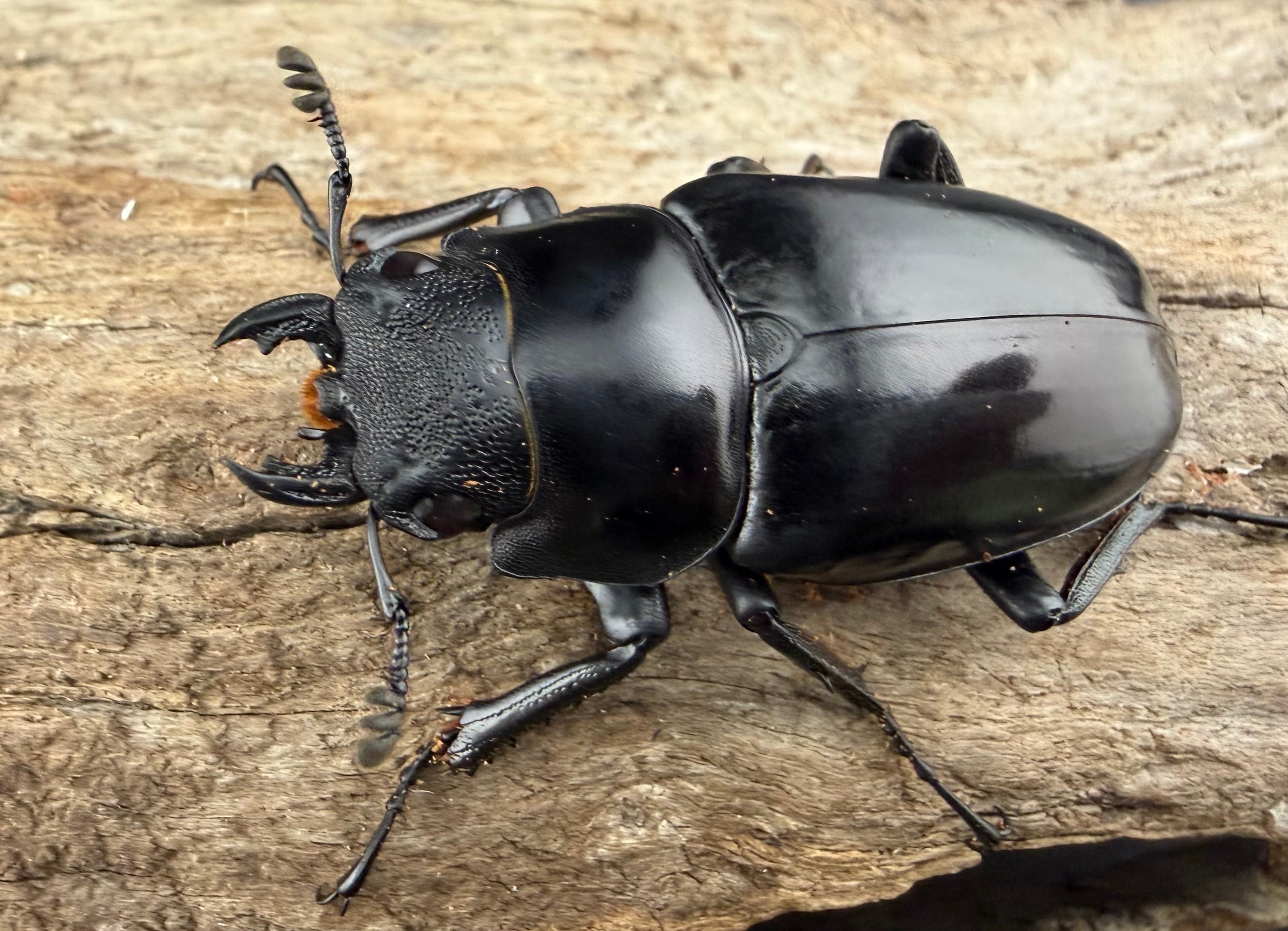 WD】《ギラファノコギリ亜種ダイスケ ネグロス島産 94mm ペア》 | KPW