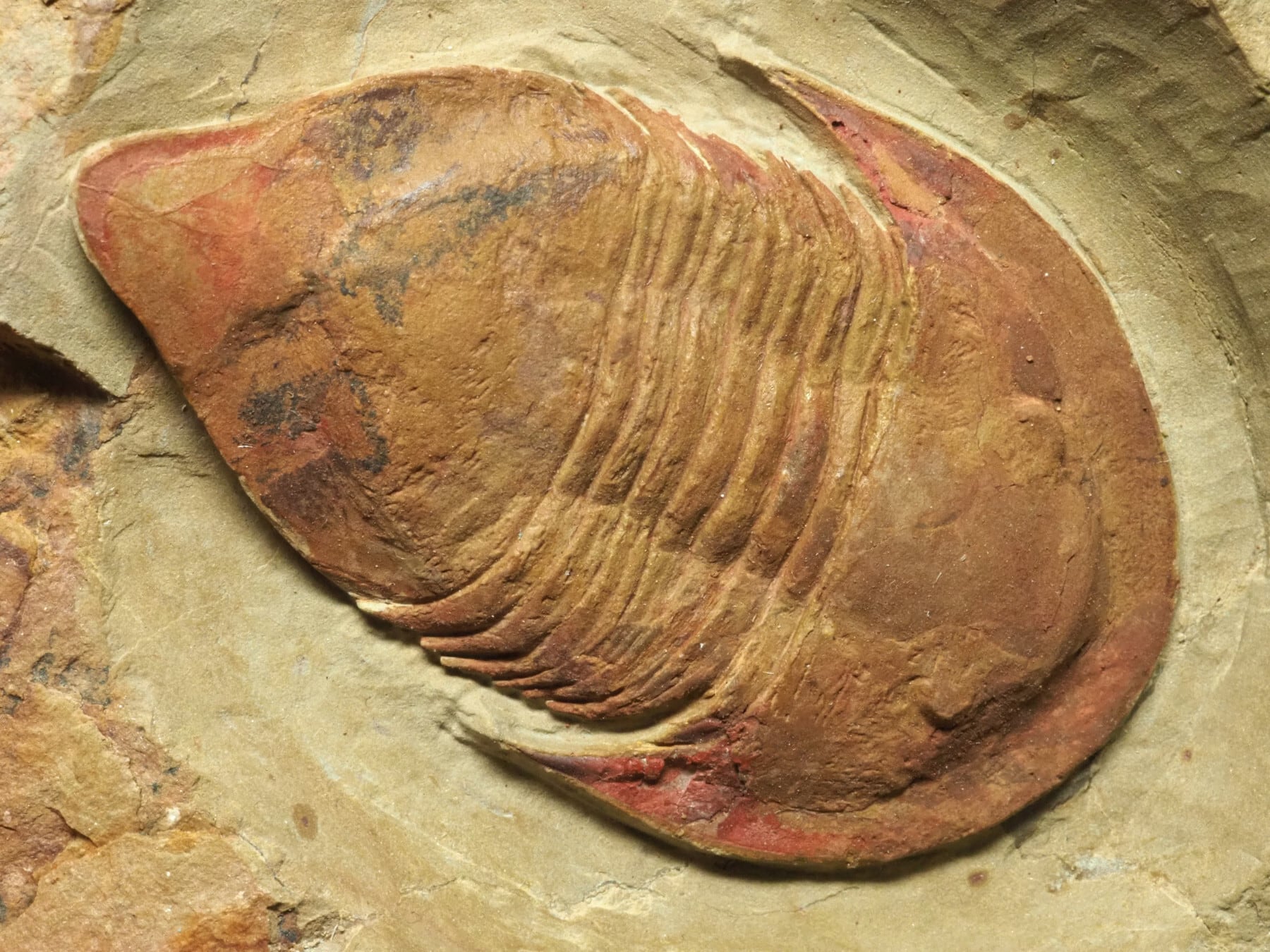 Trilobites / 三葉虫 | 化石・隕石・鉱物の販売 JURASSIC