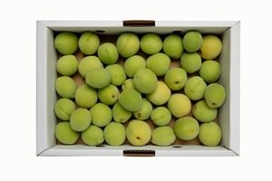 青森県南部町産・豊後梅約１ｋｇ