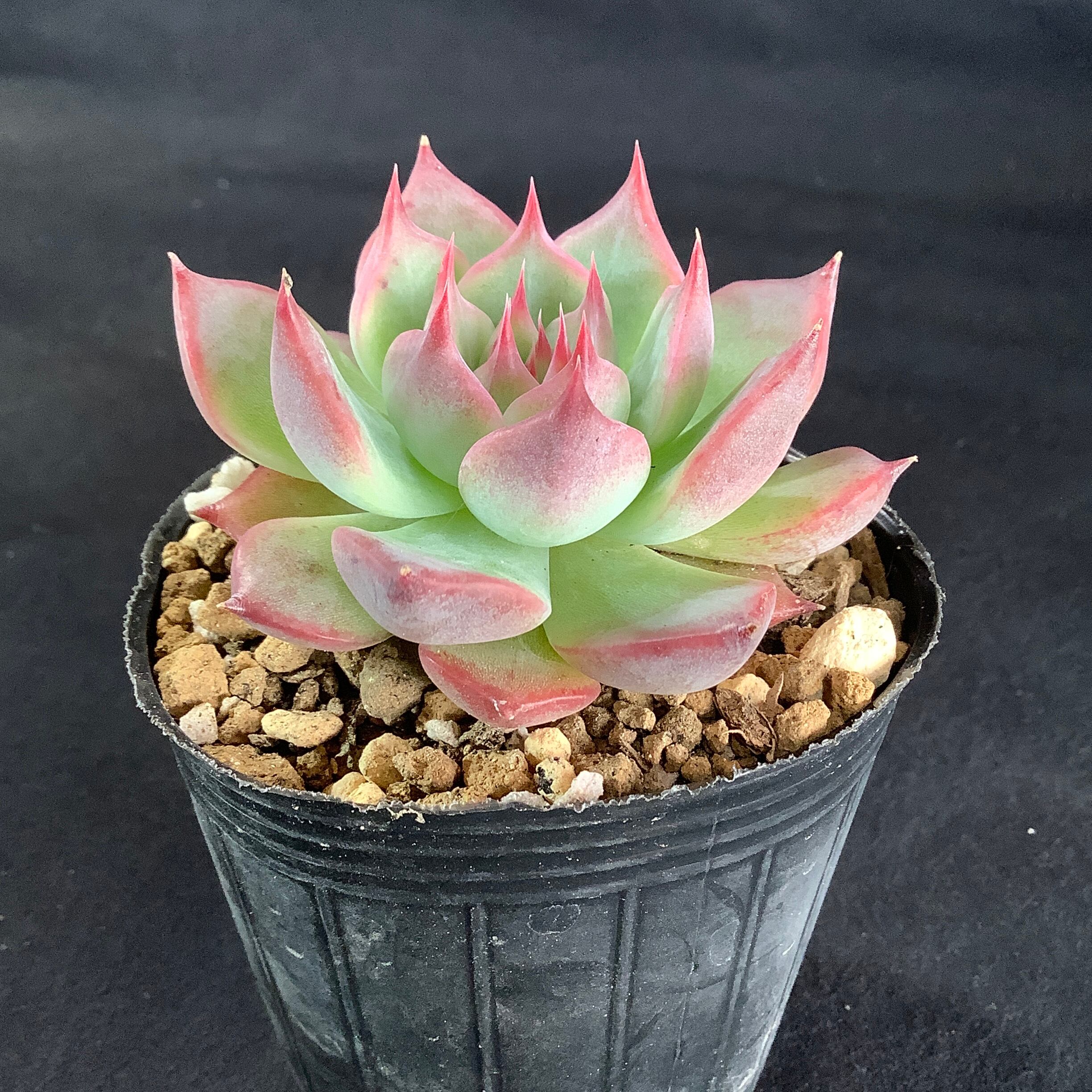 chihuahuaensis Yecora×中里リンゼアナ（選抜実生苗）① | 多肉アン