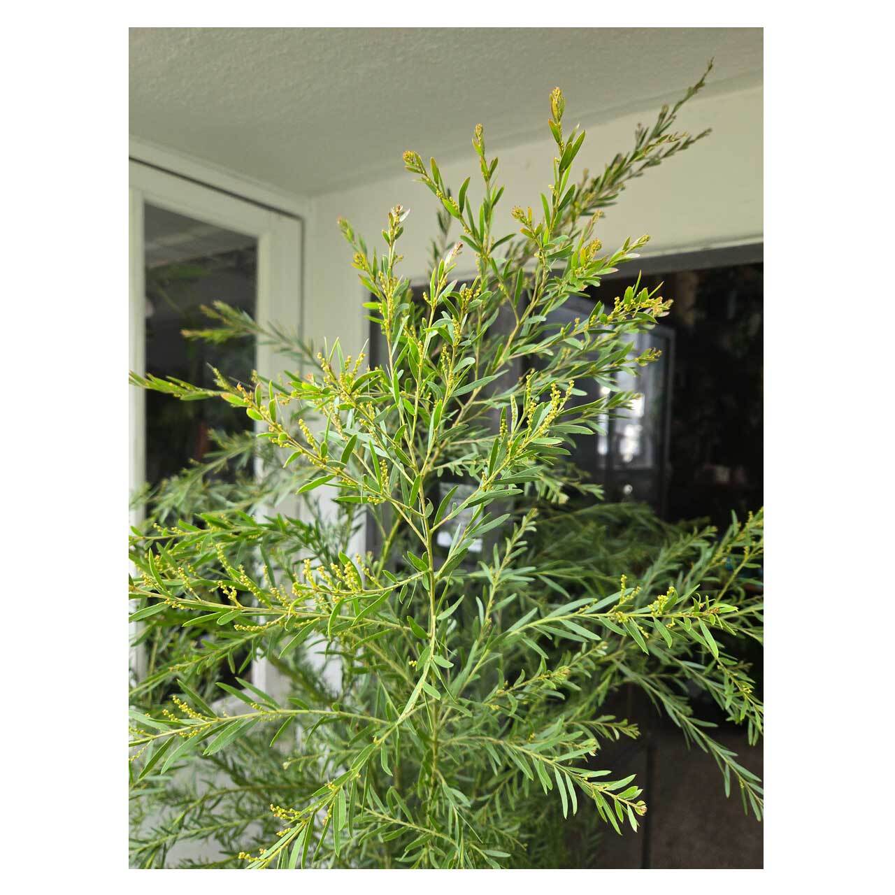 Acacia brisbane（fimbriata） | Seeding