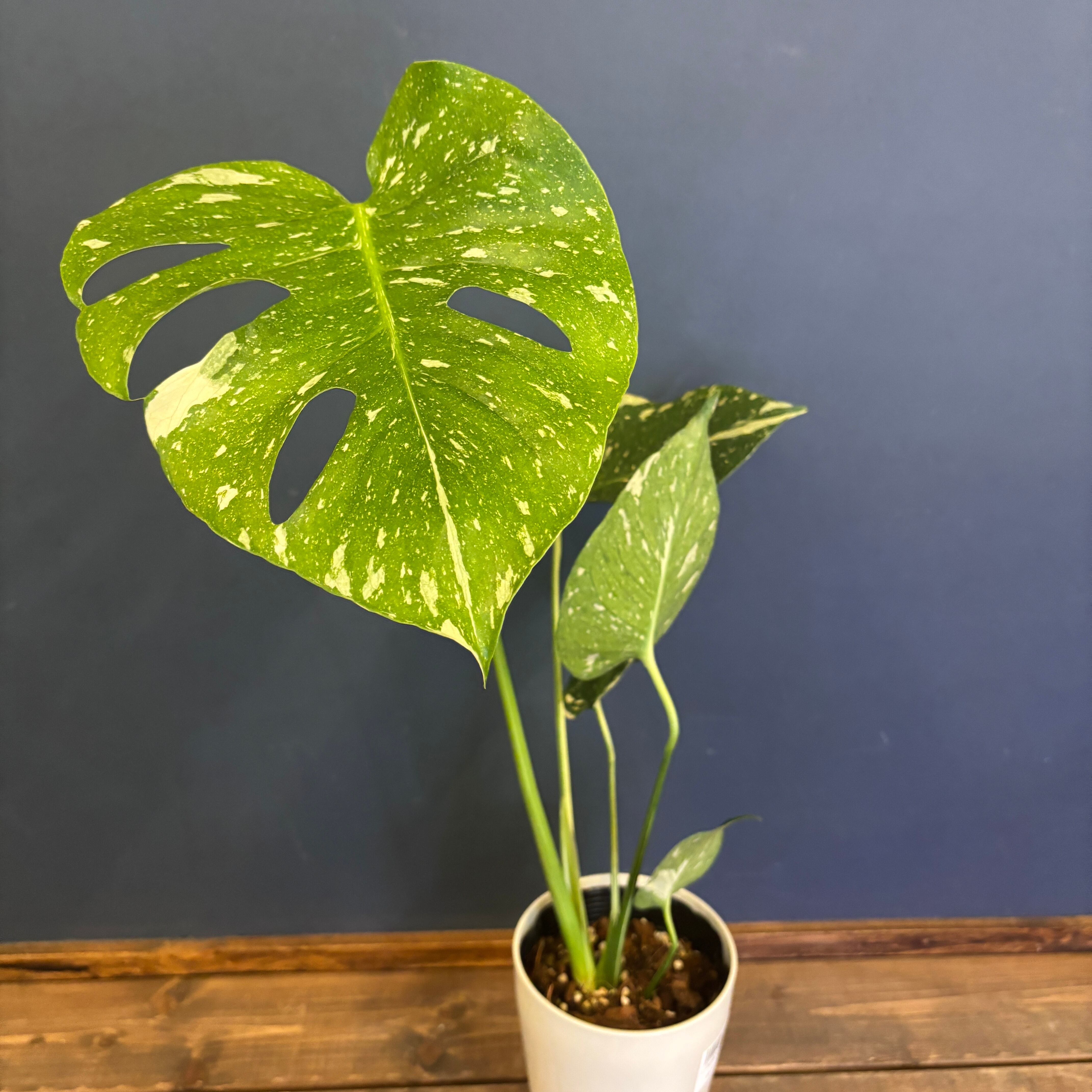 ① ポトス テルノグレース 現品 ポトス テルノ グレース | Pay ID