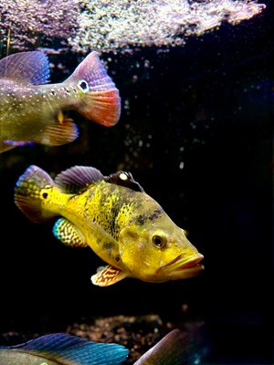 タイガーマーブルケルベリー・ウルトラショートBIGボディー