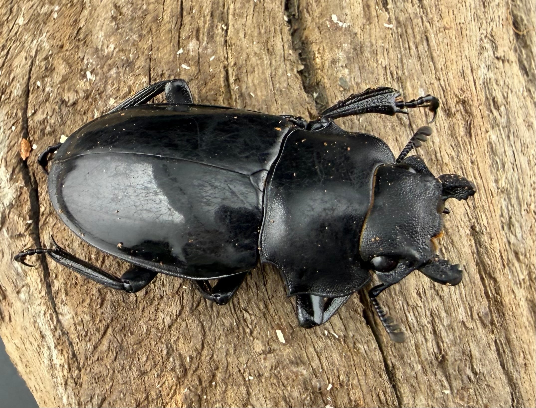 冷凍ヤワゲネズミ 冷凍ヤワゲネズミLL【80g〜100g】 | Pay ID