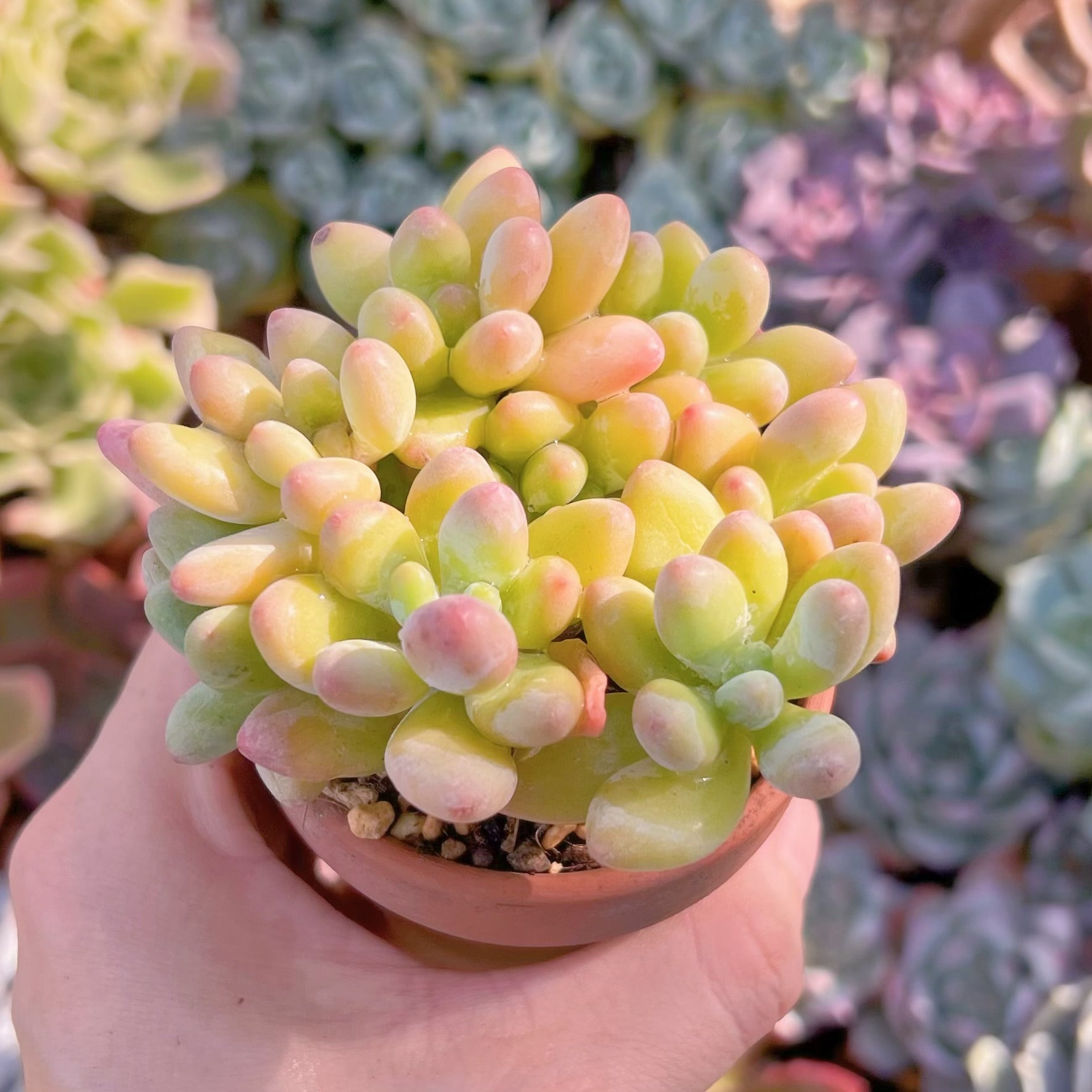 多肉植物　アップルチーズ美人　6頭以上　新入荷　るる農園　