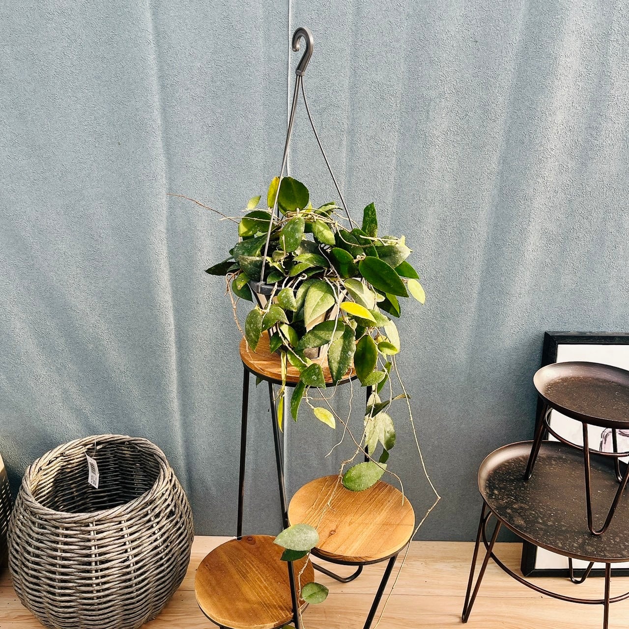 現品］【希少】93番 アンスリウム クイーンオブハート 4号 観葉植物