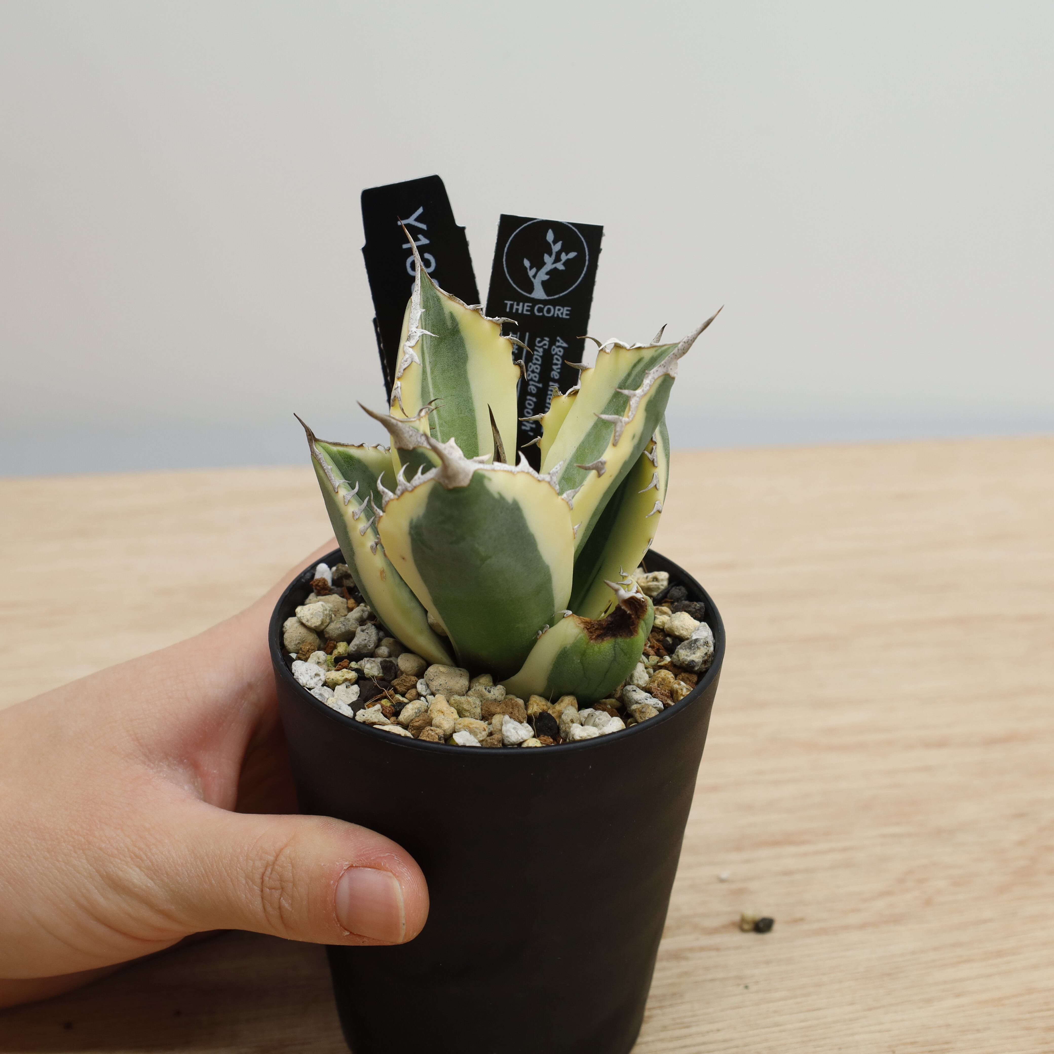 アガベ | THE CORE