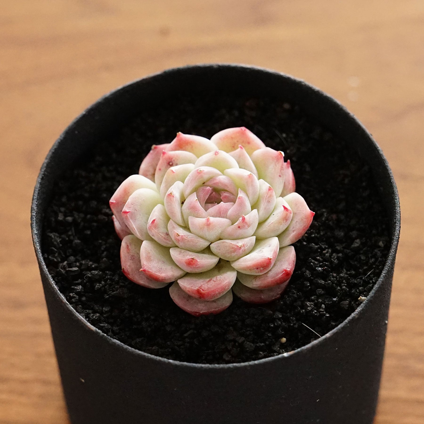 ブルーバード×コロラータ☆1苗 エケベリア韓国苗 多肉植物 （多肉植物 