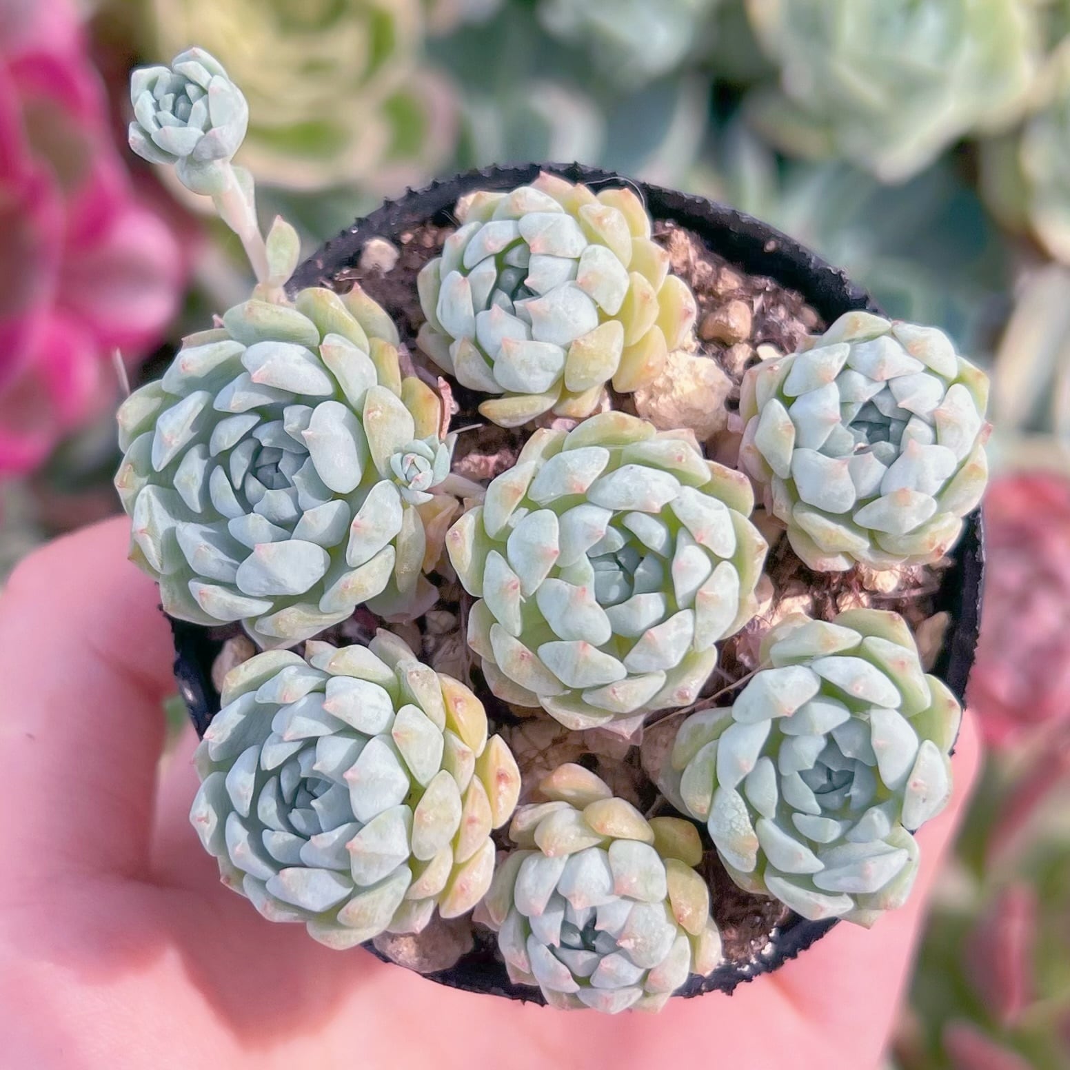 現品　グロブローサxブルーミニマ#2226　るる農園